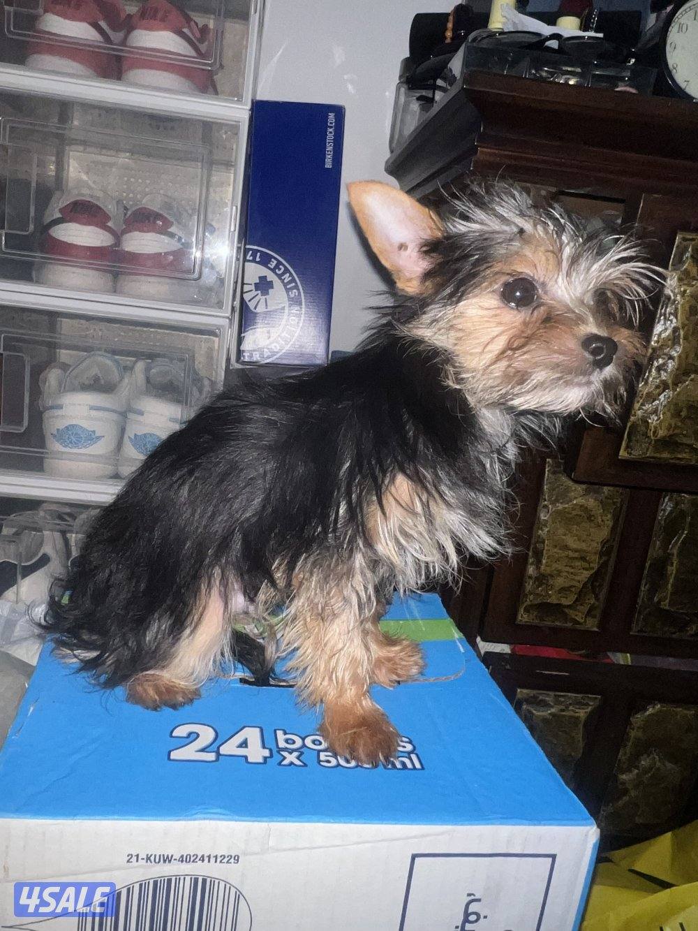 yorkshiere   4months old both are male hypoallergenic2