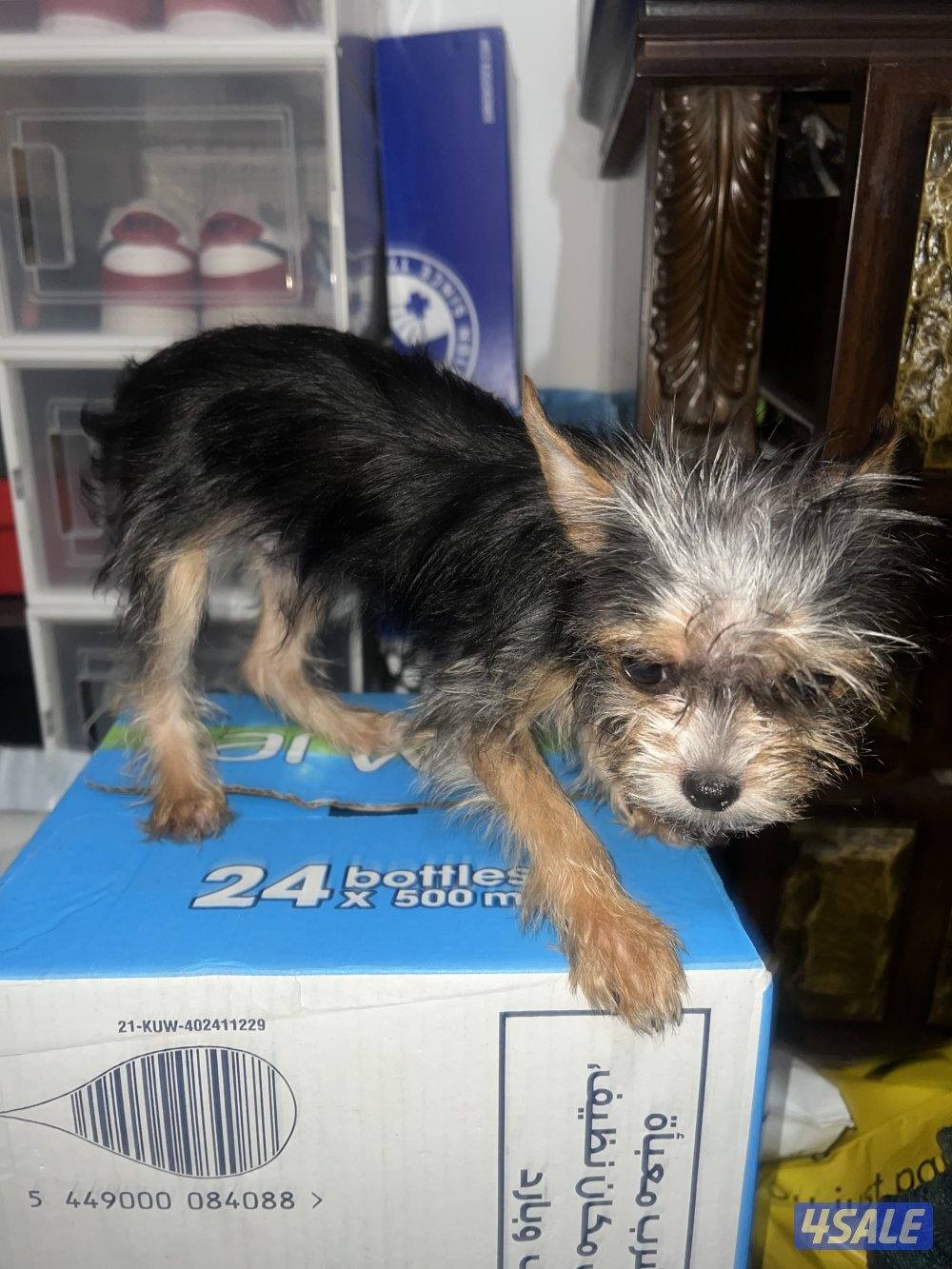 yorkshiere   4months old both are male hypoallergenic3