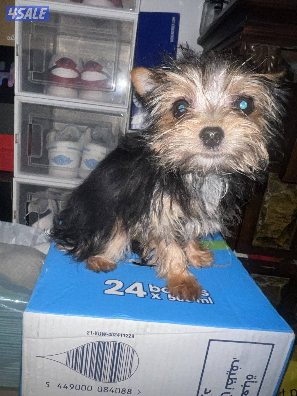 yorkshiere   4months old both are male hypoallergenic4