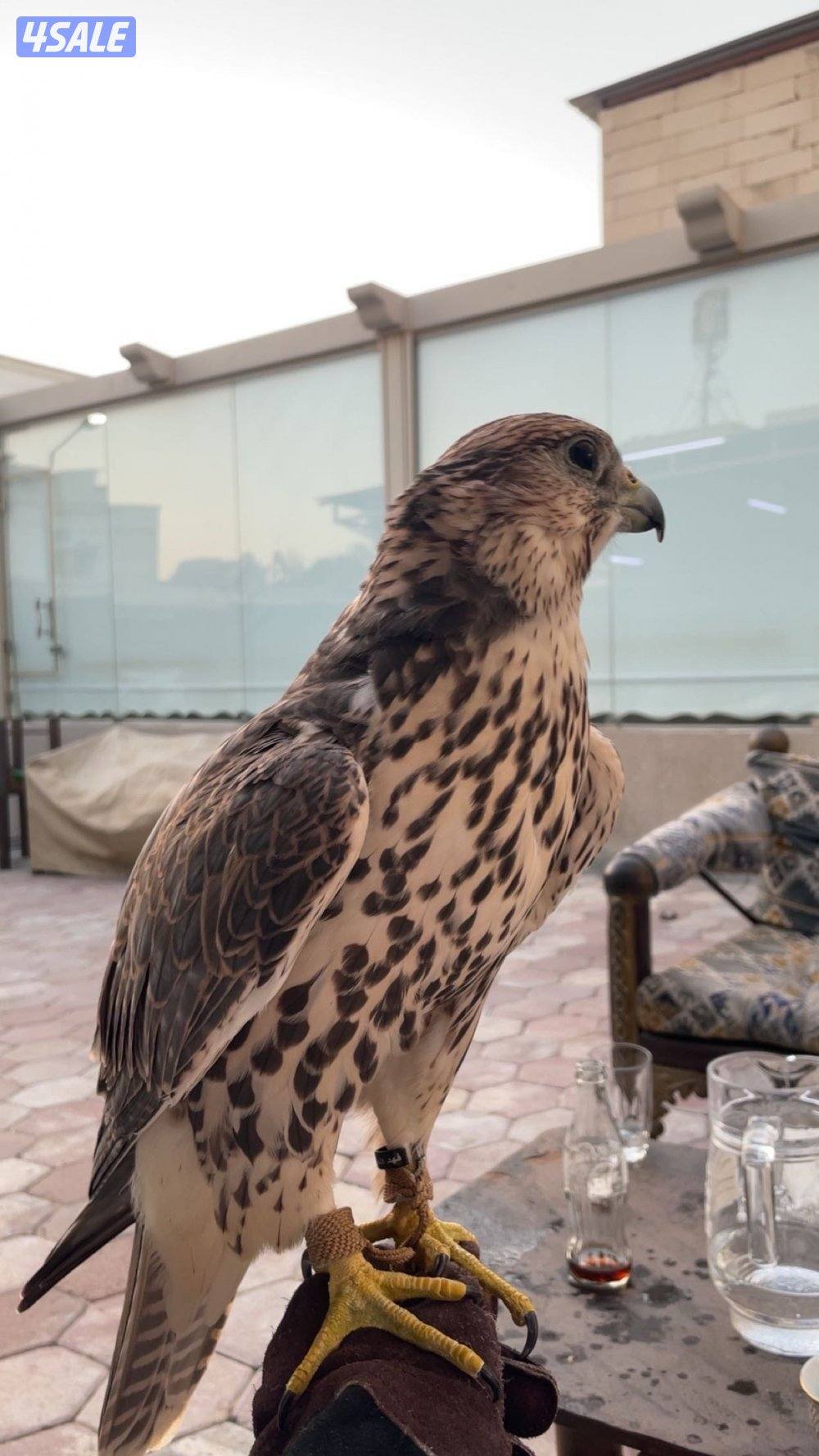 حر شمالي خضر العمر ٥سنين اصلي1