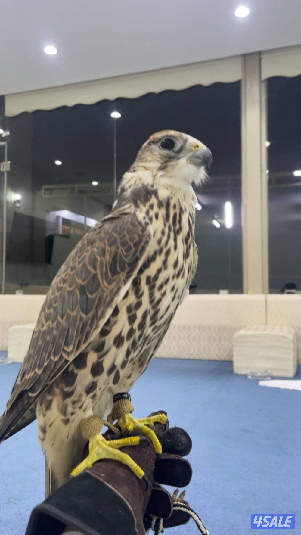 حر شمالي خضر العمر ٥سنين اصلي2