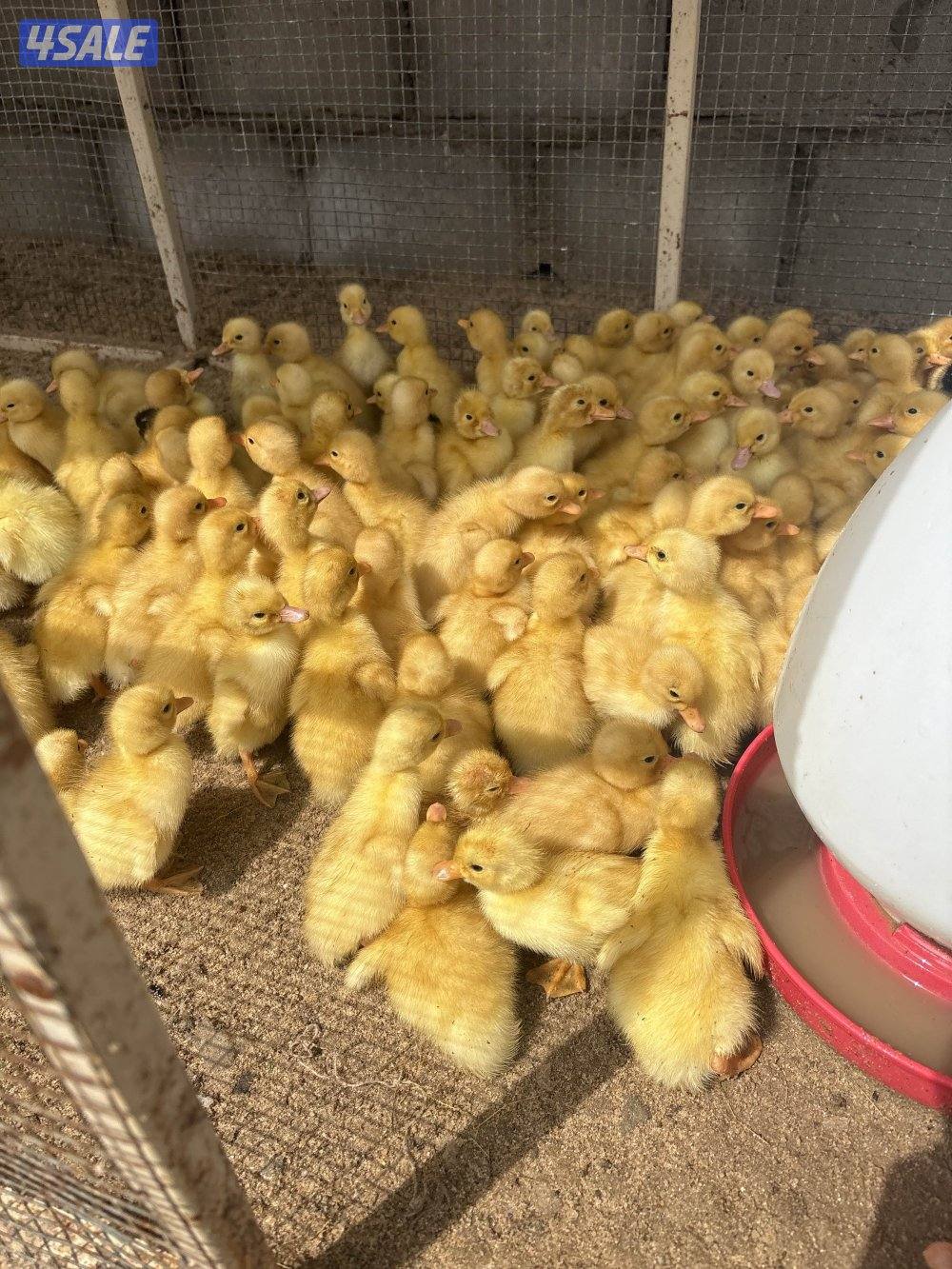 بيض و صيصان بط فرنسي ابيض و بيض دجاج عربي قديم افرق جميع الالوان0