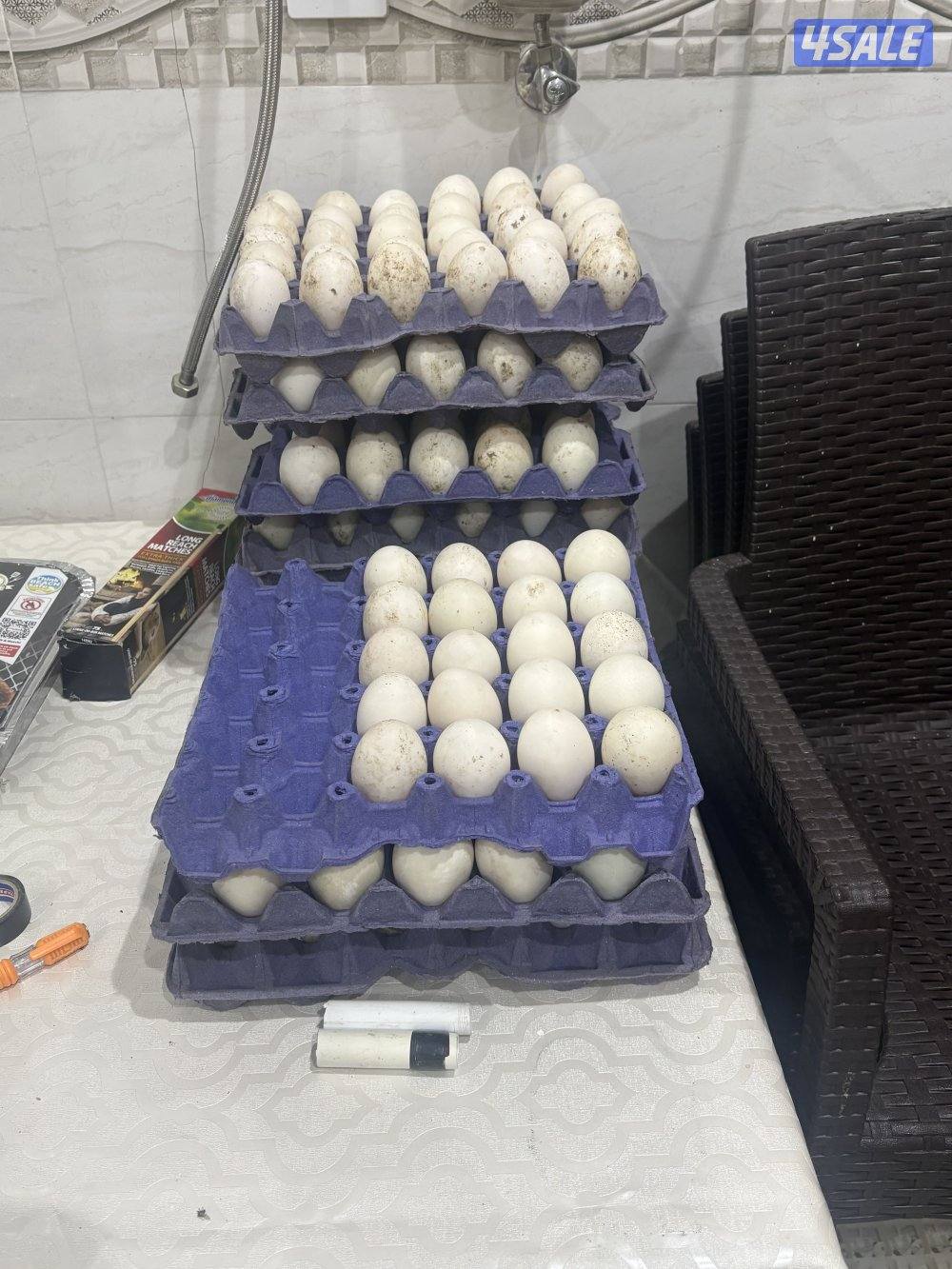 بيض و صيصان بط فرنسي ابيض و بيض دجاج عربي قديم افرق جميع الالوان1