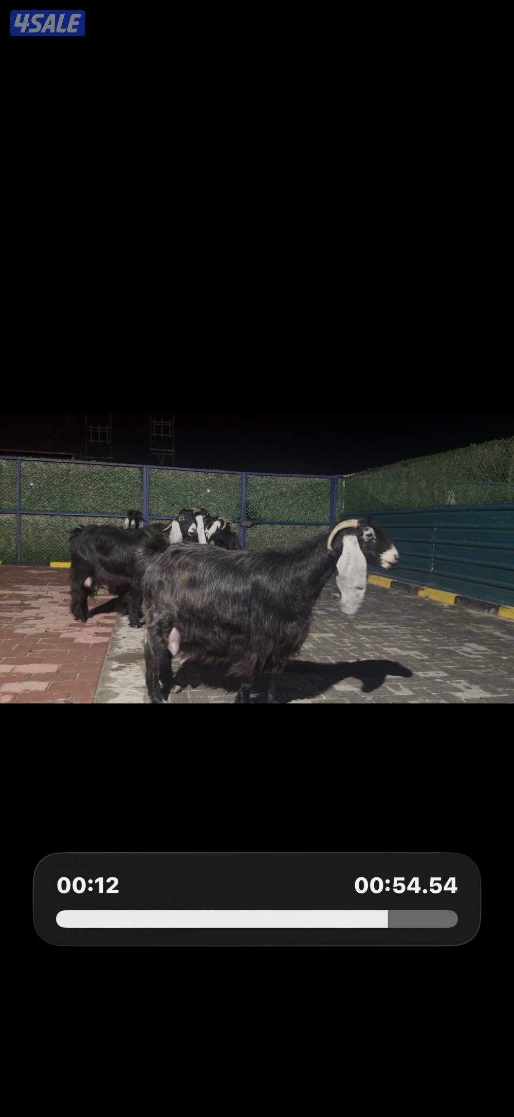 معزا عوارض ربش العداد 12 شببب وفيهم دفيع ومضريع0