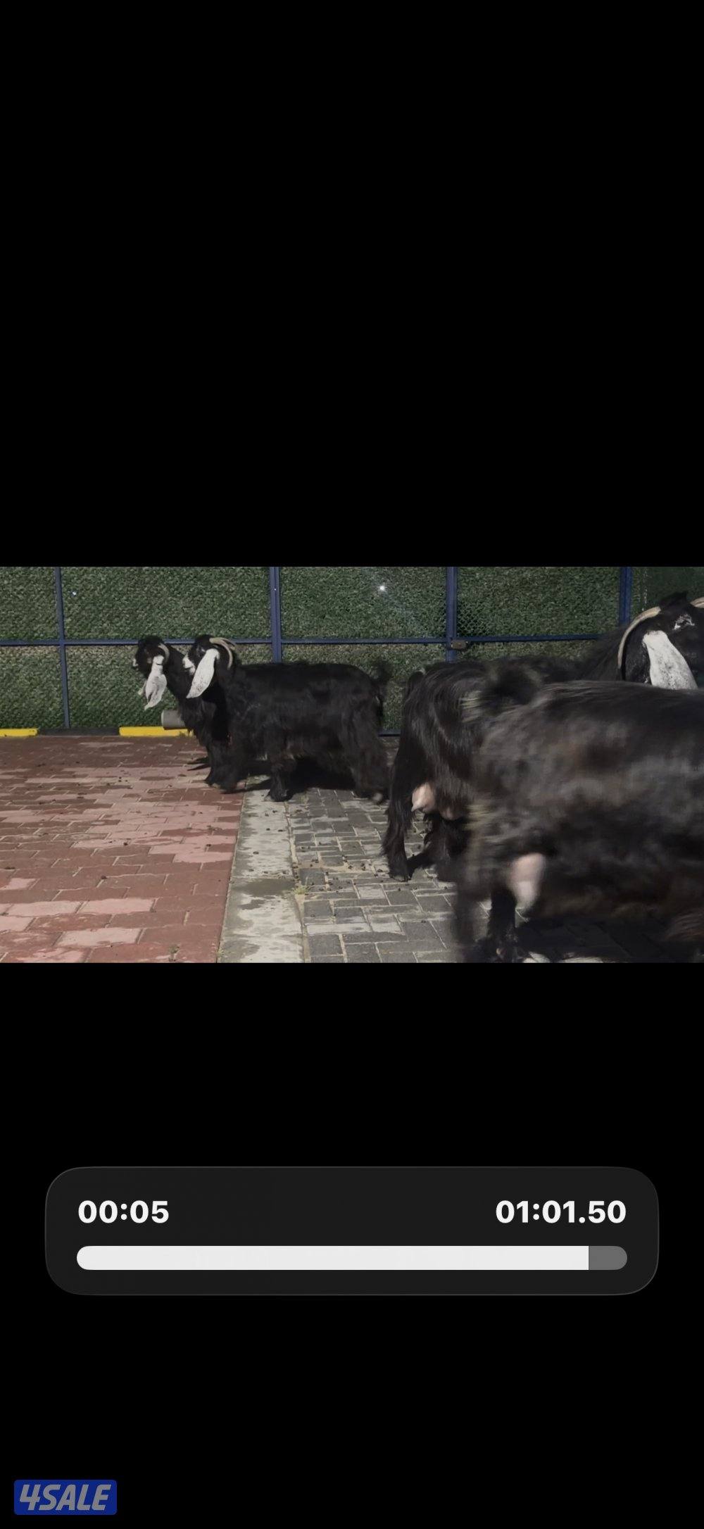 معزا عوارض ربش العداد 12 شببب وفيهم دفيع ومضريع1