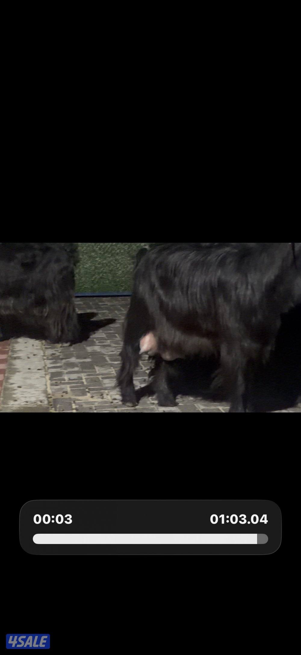 معزا عوارض ربش العداد 12 شببب وفيهم دفيع ومضريع3