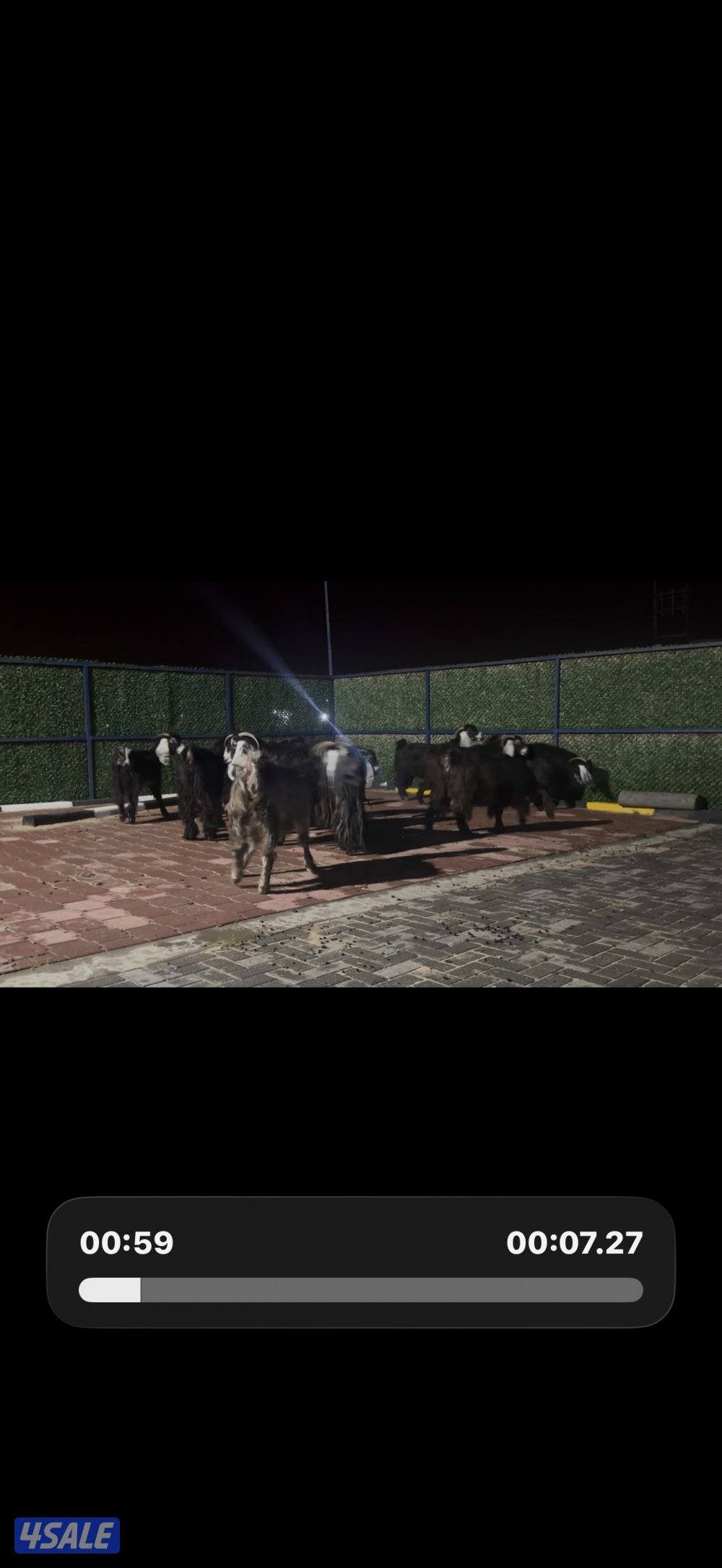 معزا عوارض ربش العداد 12 شببب وفيهم دفيع ومضريع4