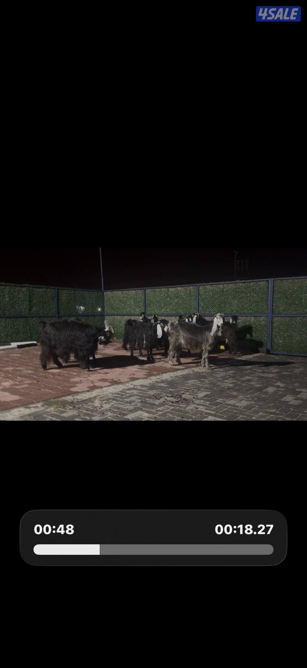 معزا عوارض ربش العداد 12 شببب وفيهم دفيع ومضريع5