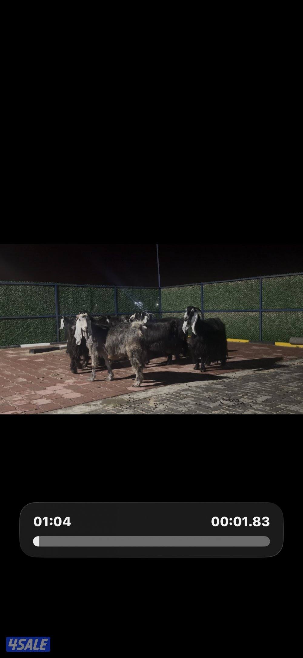 معزا عوارض ربش العداد 12 شببب وفيهم دفيع ومضريع7