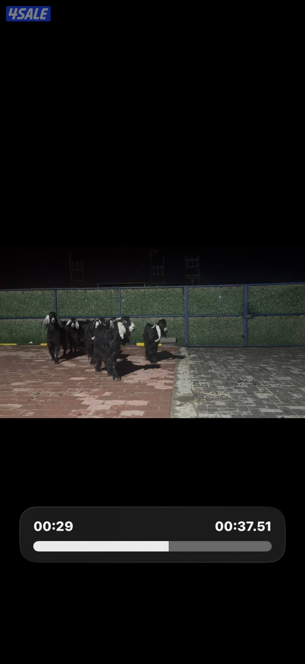 معزا عوارض ربش العداد 12 شببب وفيهم دفيع ومضريع8