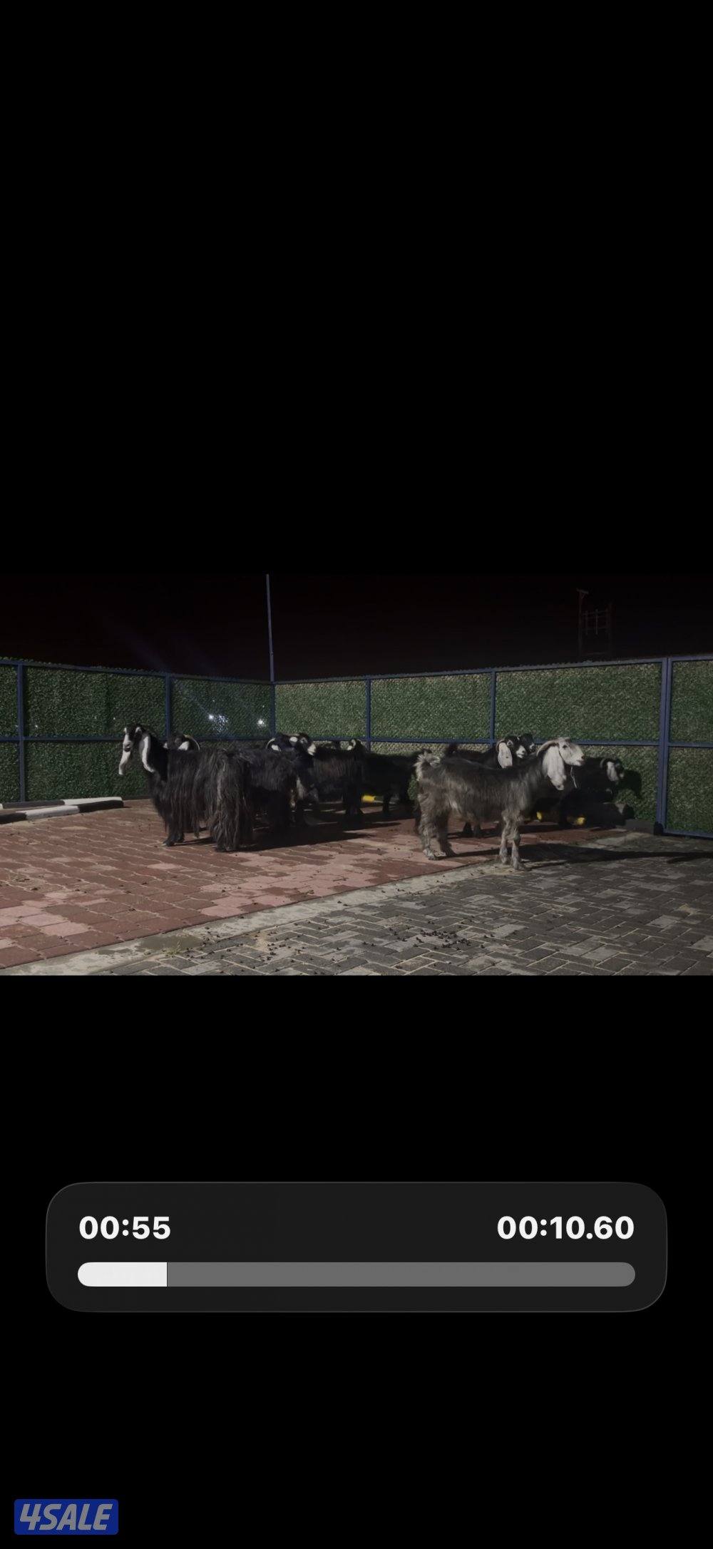 معزا عوارض ربش العداد 12 شببب وفيهم دفيع ومضريع9