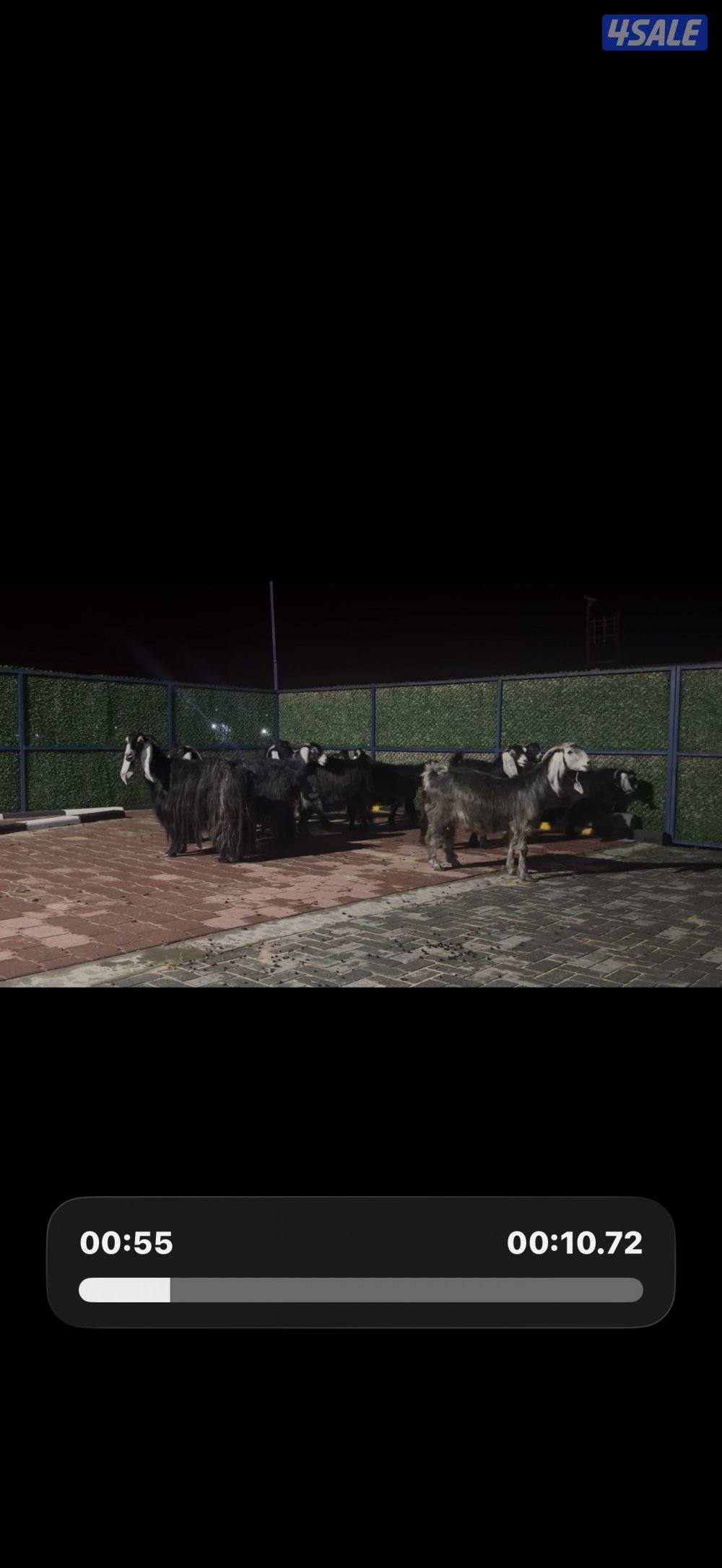 معزا عوارض ربش العداد 12 شببب وفيهم دفيع ومضريع10