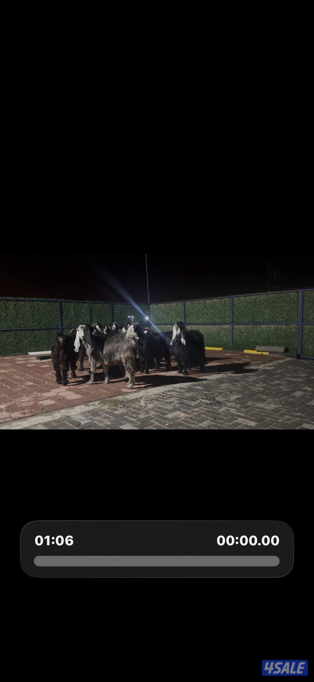 معزا عوارض ربش العداد 12 شببب وفيهم دفيع ومضريع11