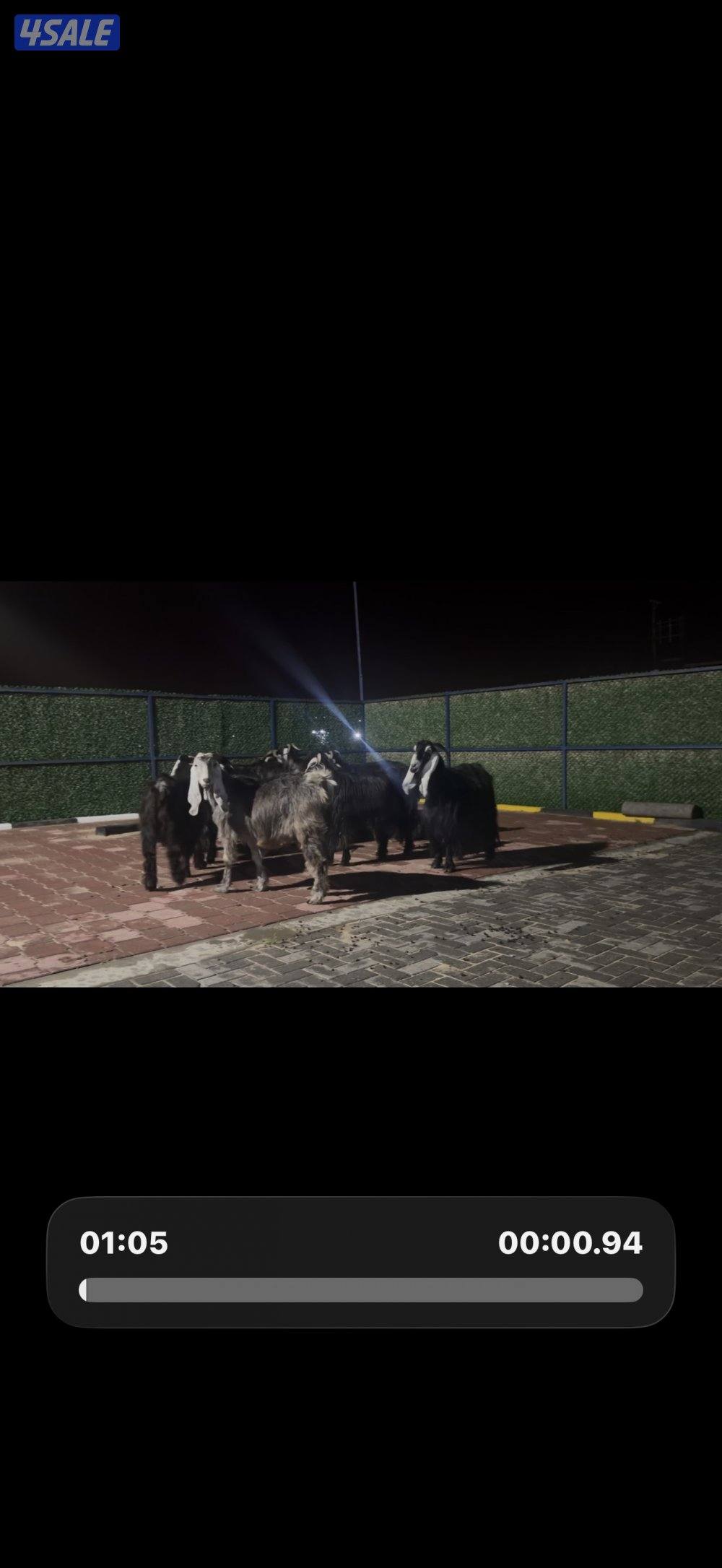 معزا عوارض ربش العداد 12 شببب وفيهم دفيع ومضريع12