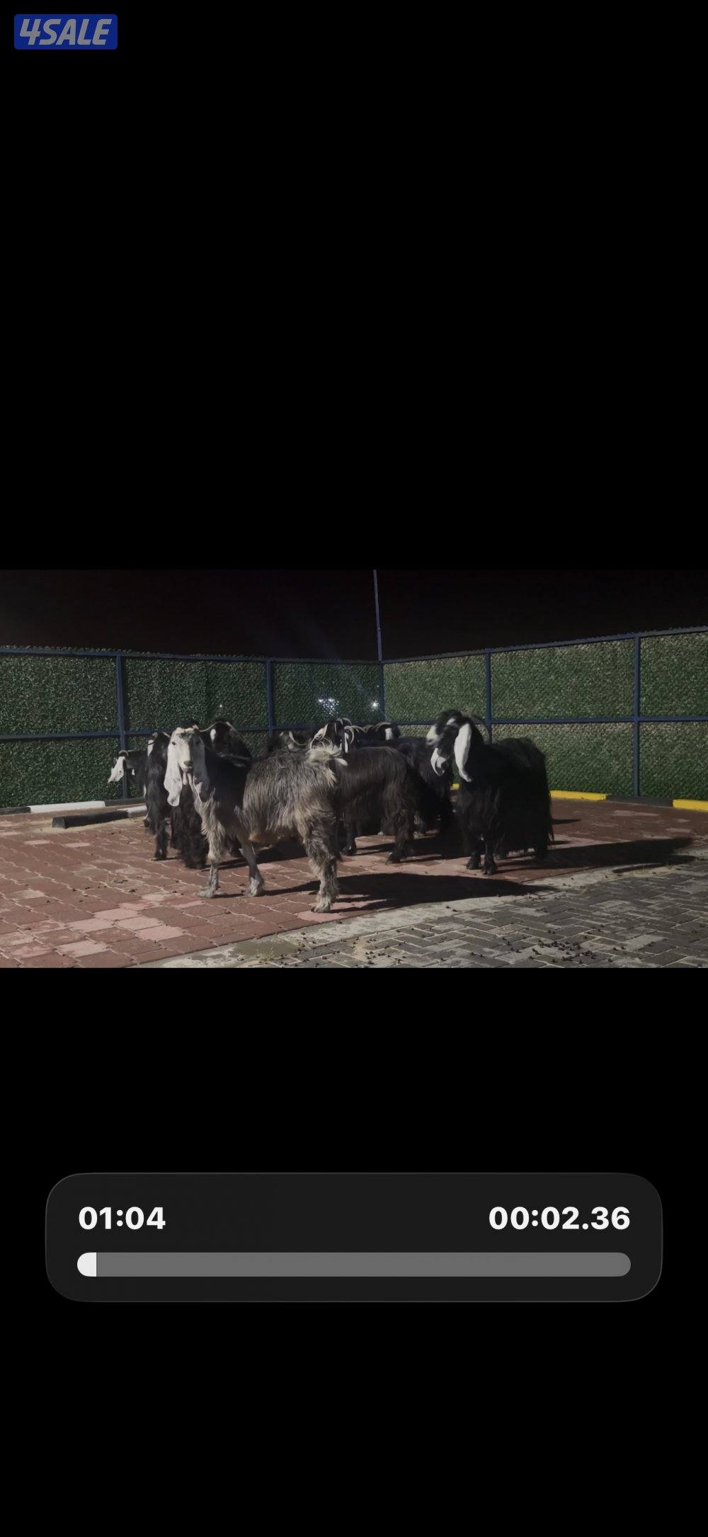 معزا عوارض ربش العداد 12 شببب وفيهم دفيع ومضريع13