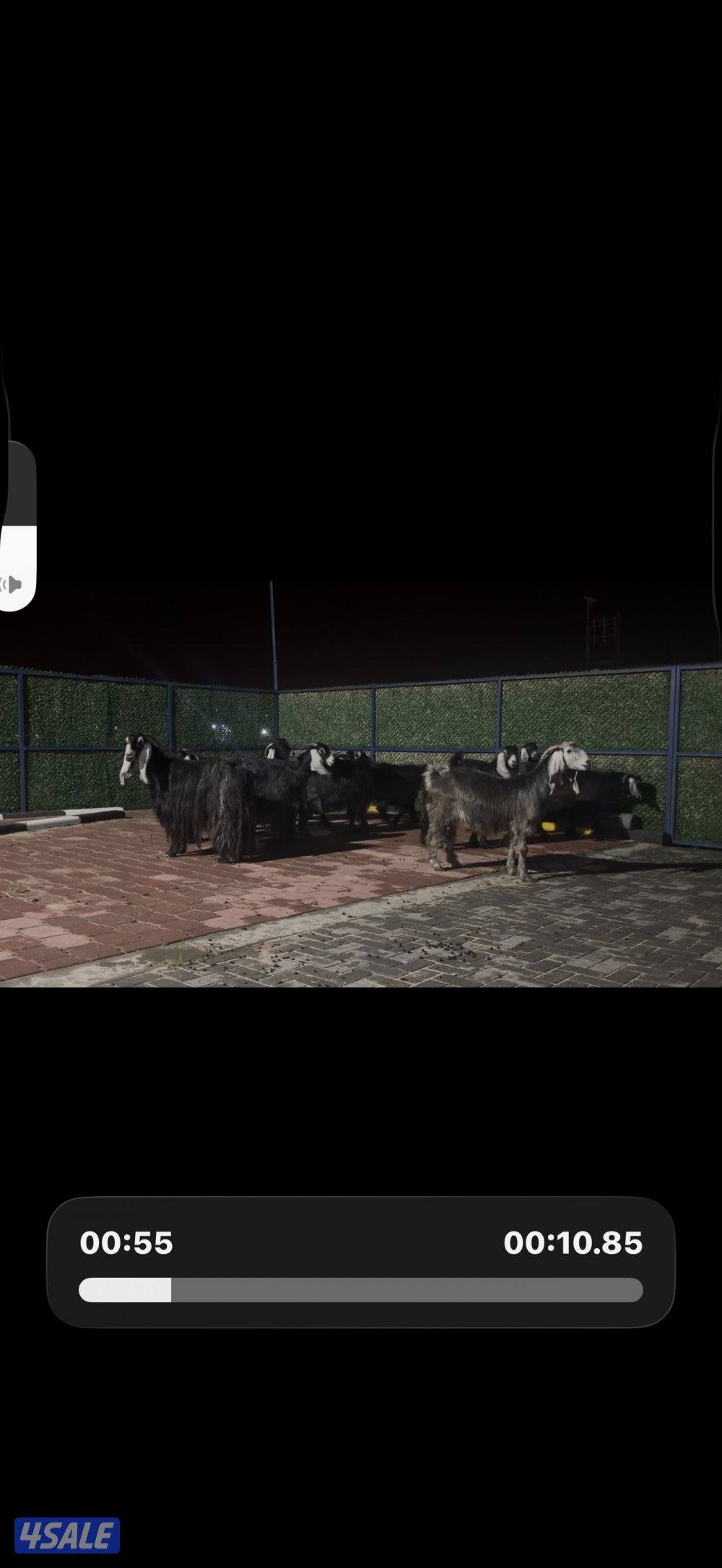 معزا عوارض ربش العداد 12 شببب وفيهم دفيع ومضريع14