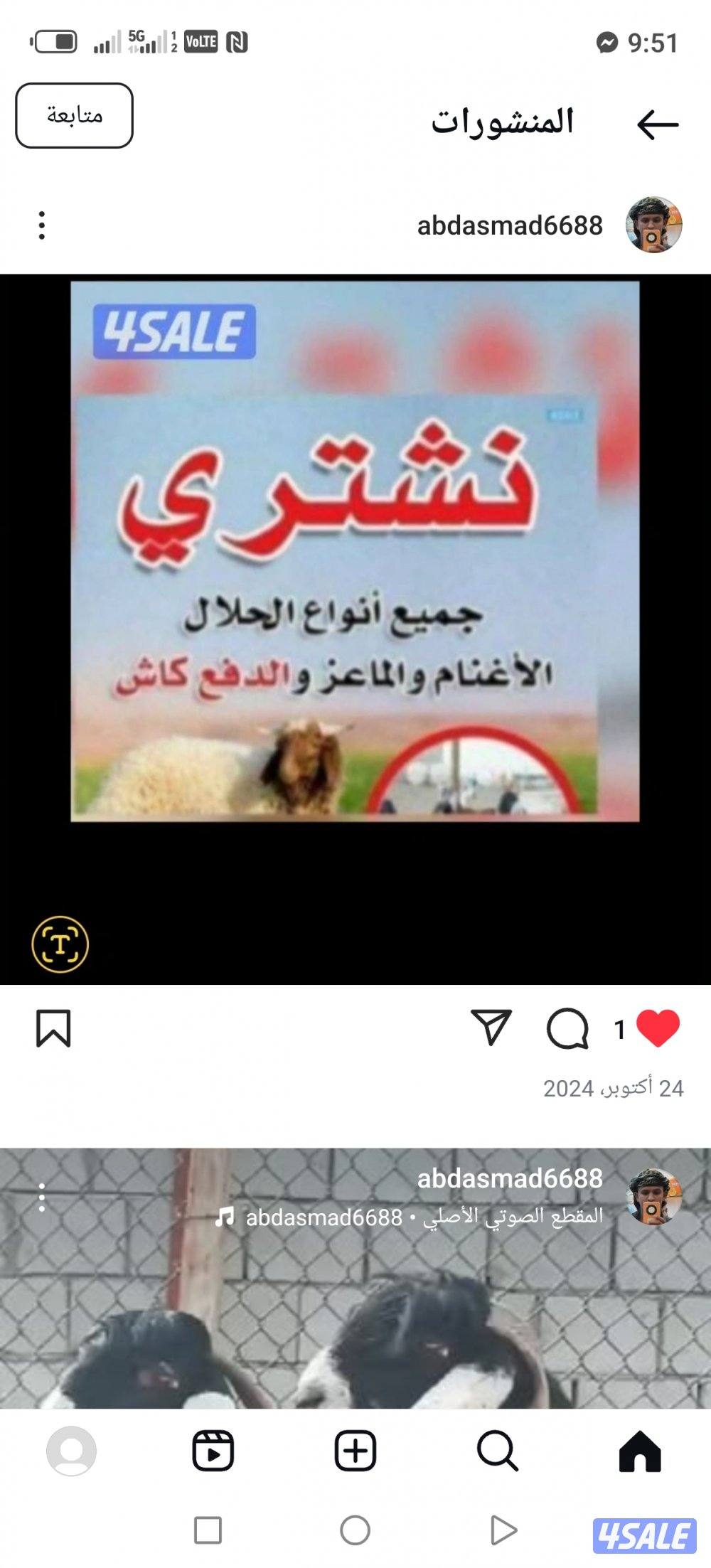 نشتري جميع انواع الحلال غنم معزا طليان0