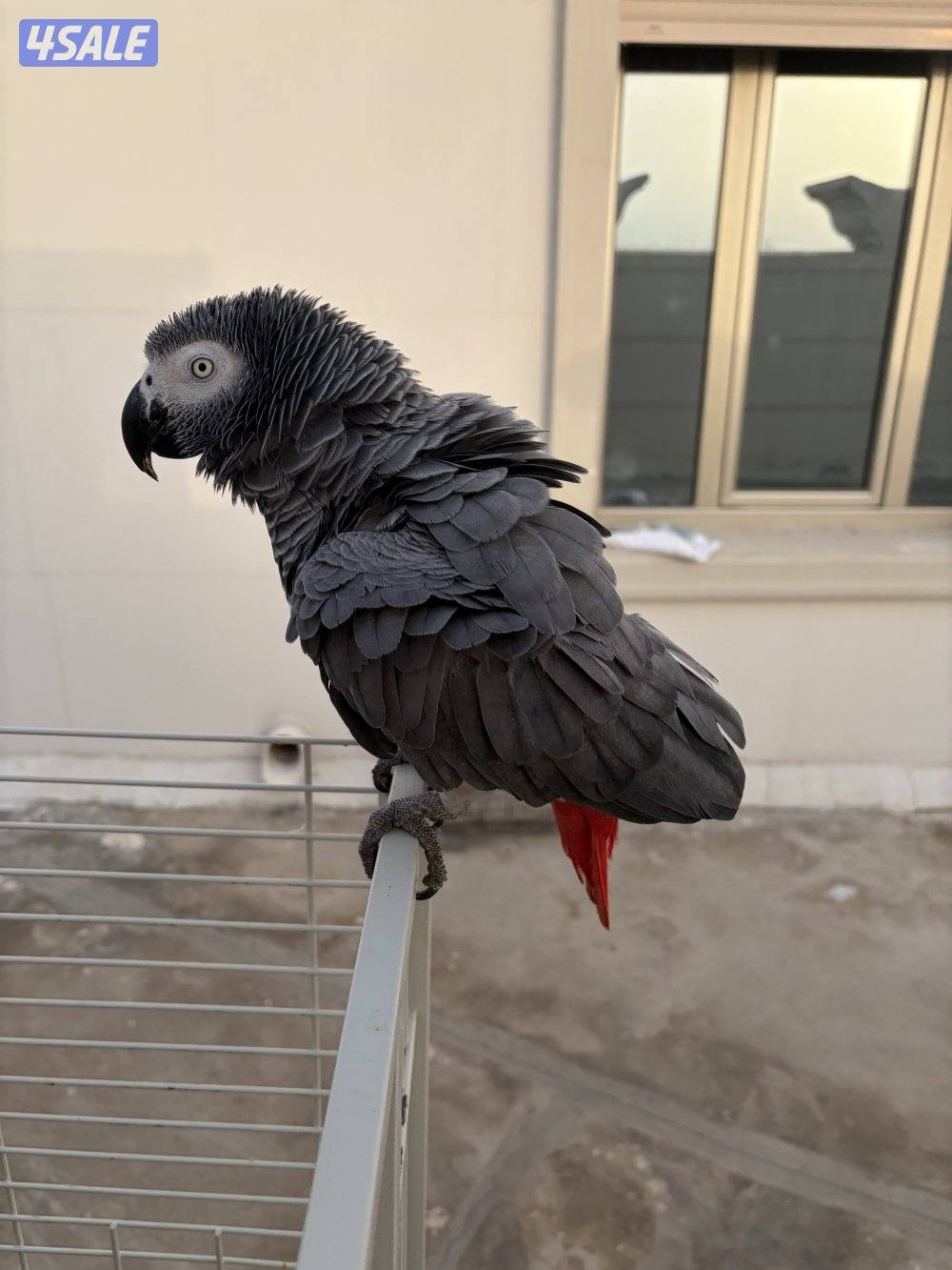 للبيع كاسكو هولندي مميز | African Grey Parrot for Sale1