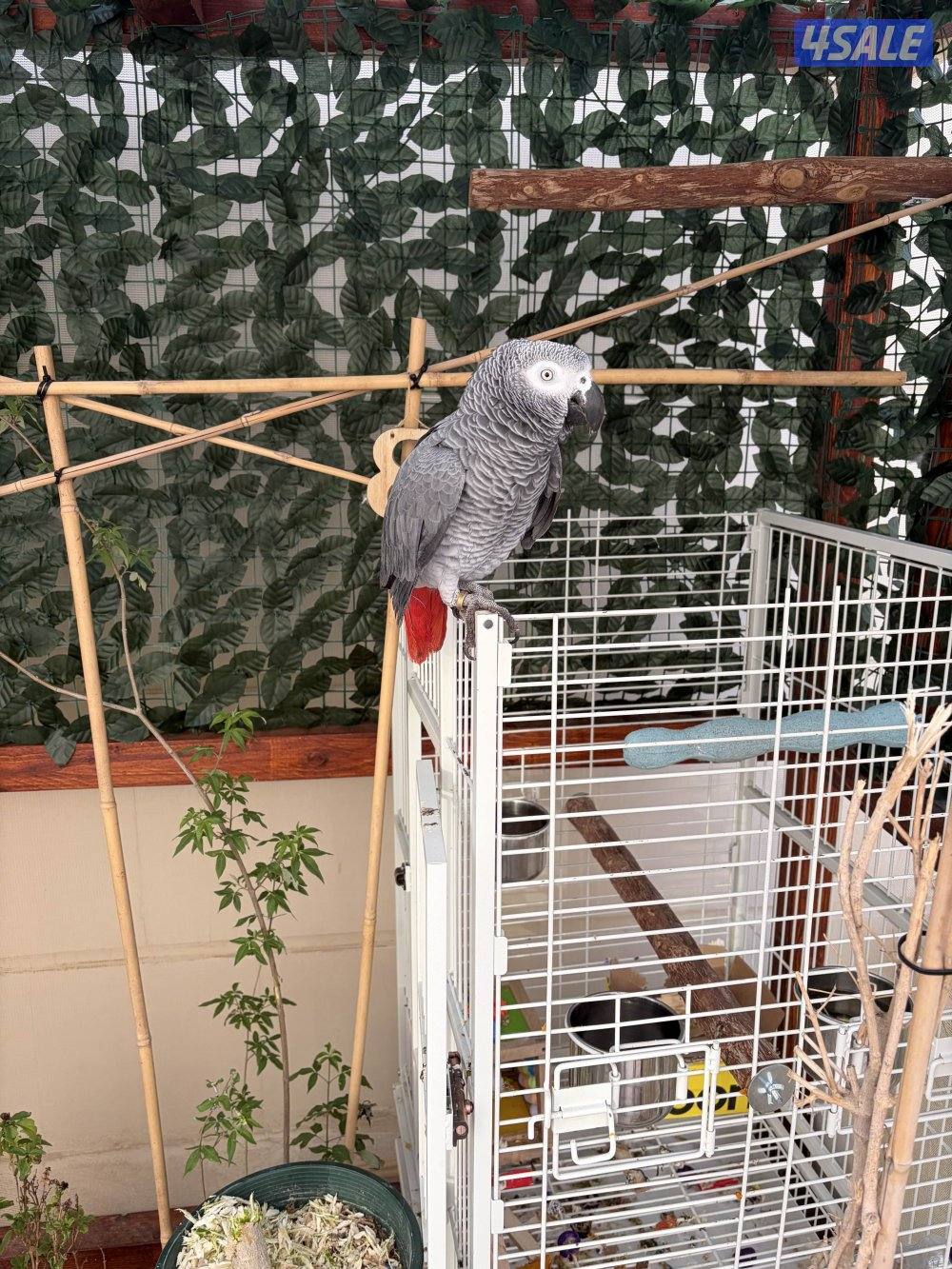 للبيع كاسكو هولندي مميز | African Grey Parrot for Sale0
