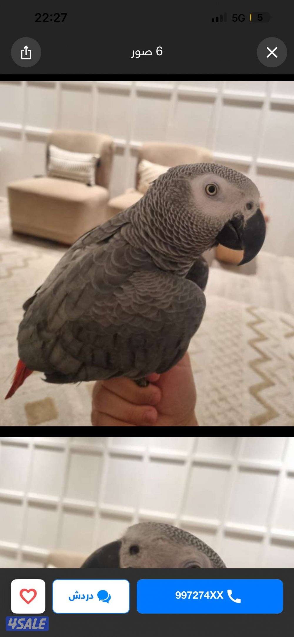 للبيع كاسكو هولندي مميز | African Grey Parrot for Sale2