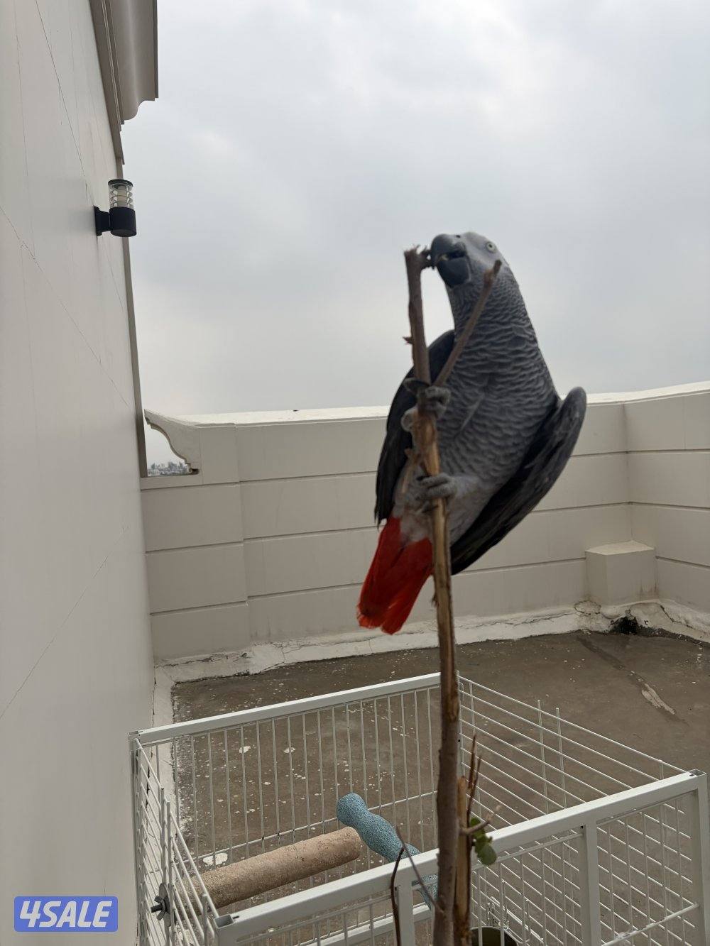 للبيع كاسكو هولندي مميز | African Grey Parrot for Sale3