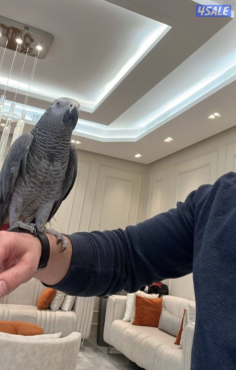 للبيع كاسكو هولندي مميز | African Grey Parrot for Sale4