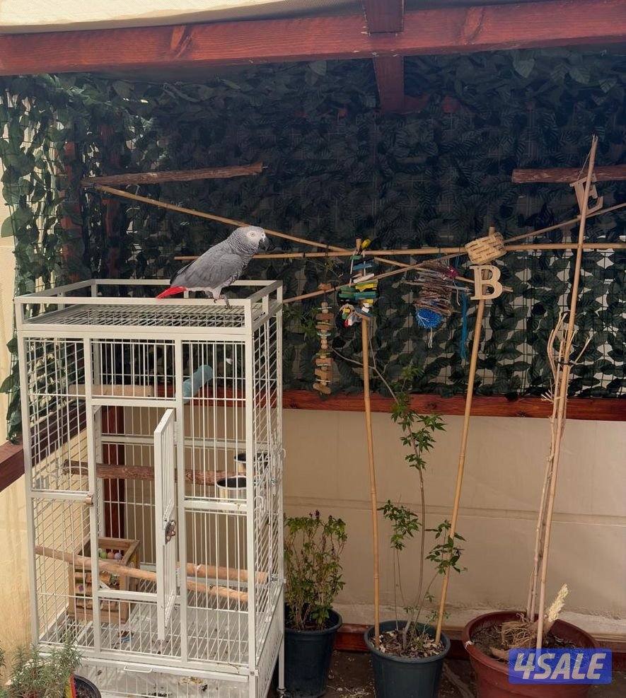 للبيع كاسكو هولندي مميز | African Grey Parrot for Sale5