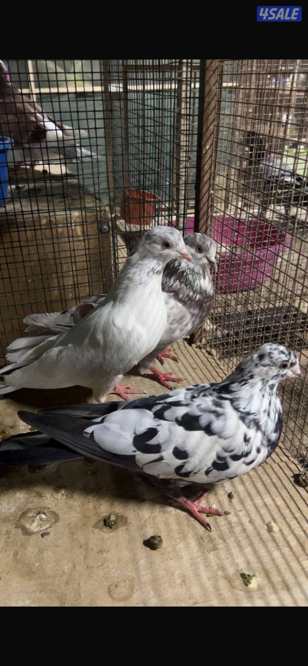 للبيع حمام باكستاني مع دحل المجموع الكلي ١٠٠طير الاستلام مزارع الوفره0