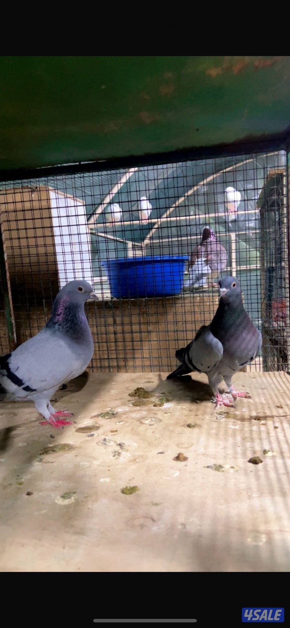 للبيع حمام باكستاني مع دحل المجموع الكلي ١٠٠طير الاستلام مزارع الوفره1
