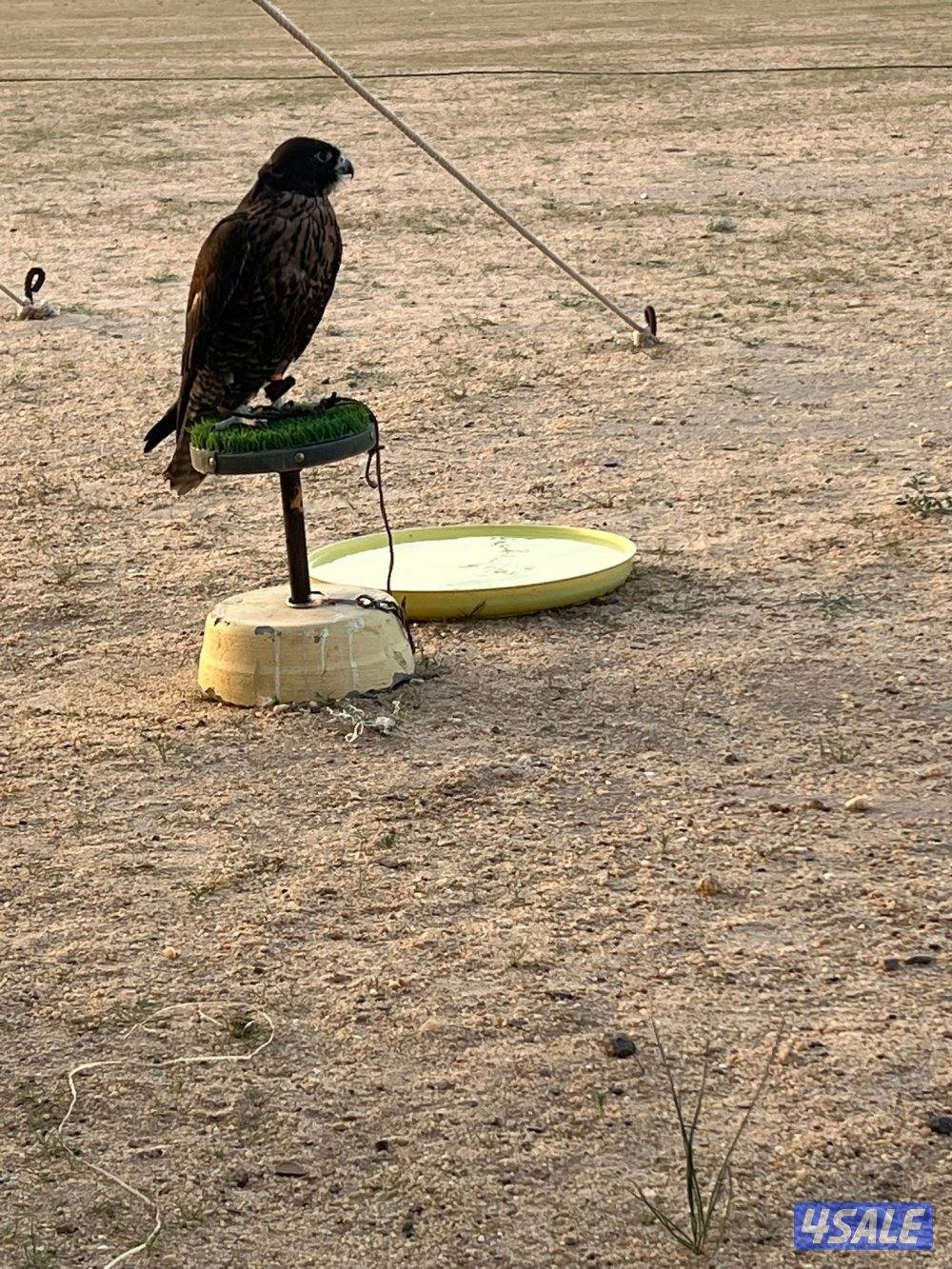 للبيع جير تبع0