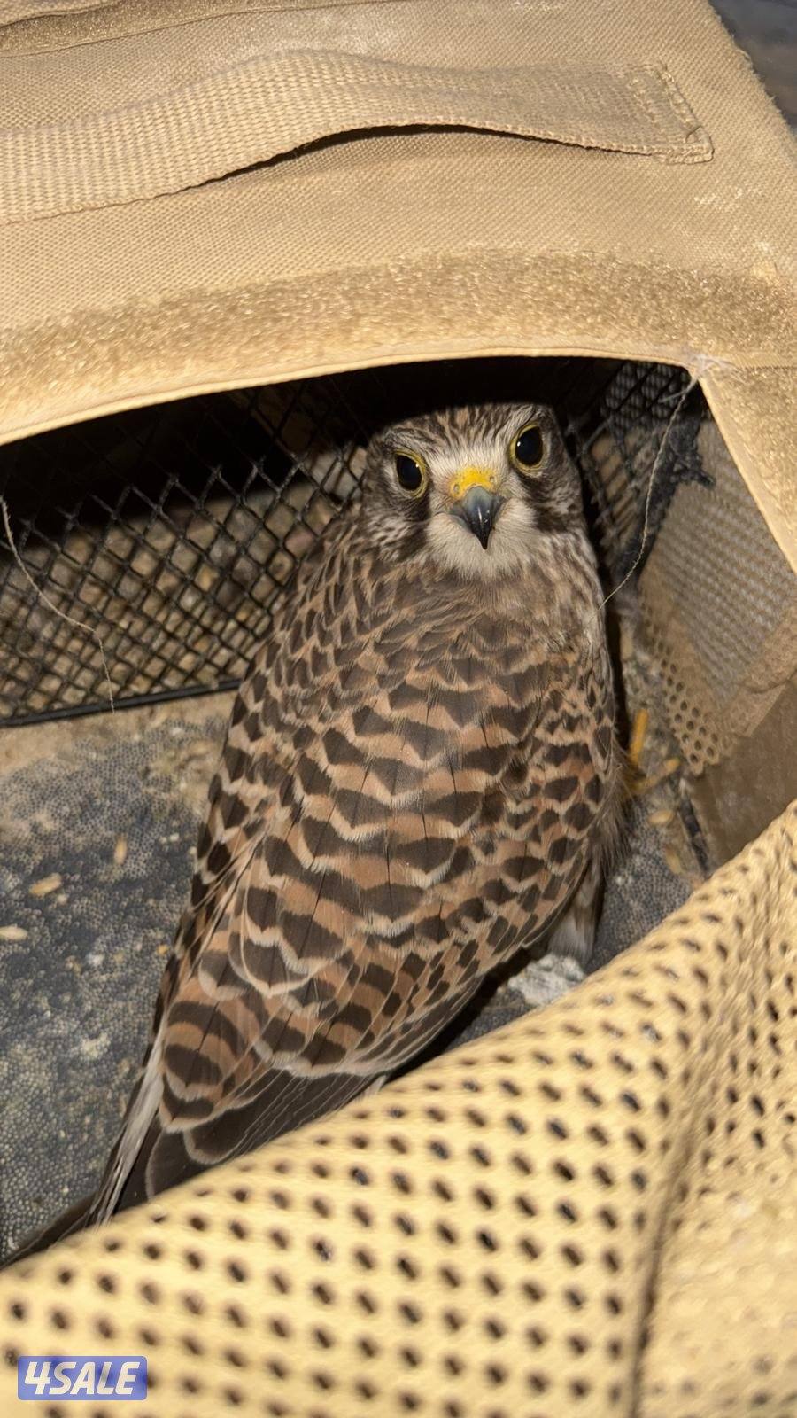 ‏مع أغراضه والتوصيل0