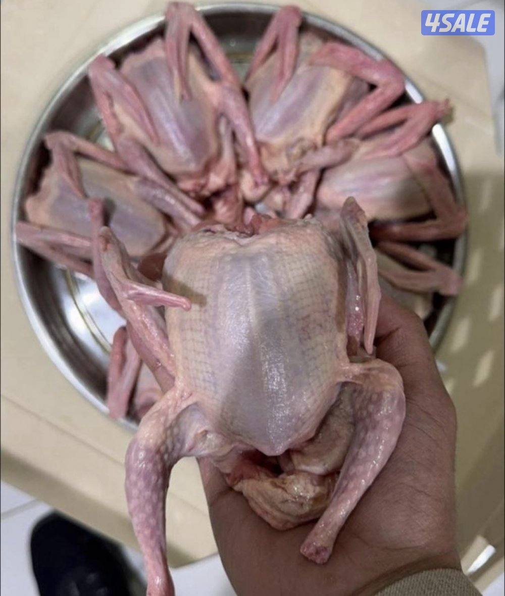 فروخ حمام لاحم xxxl + زاجل جاهز للاكل + طبخ + توصيل سريع 🚕0