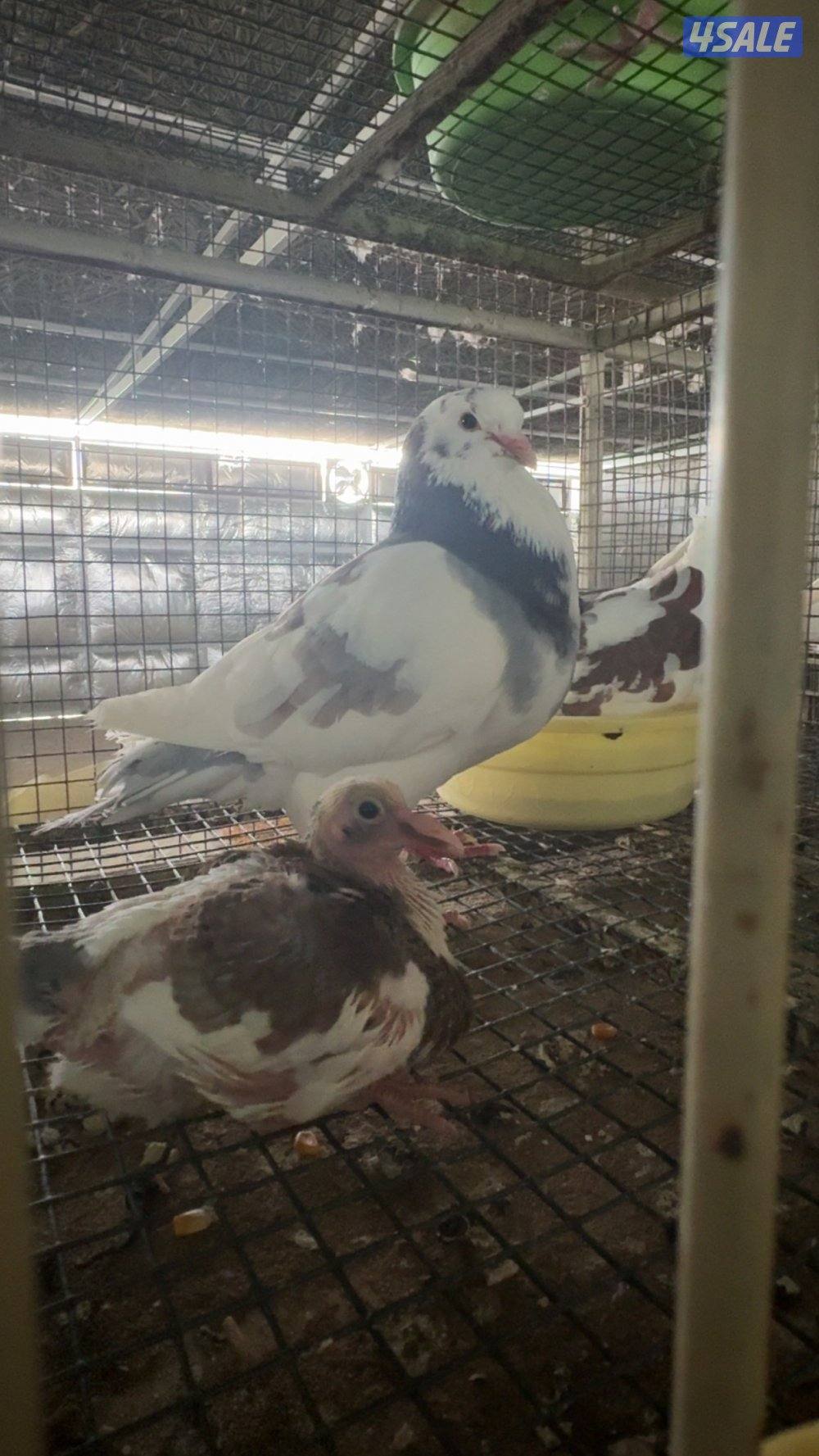 فروخ حمام لاحم xxxl + زاجل جاهز للاكل + طبخ + توصيل سريع 🚕1