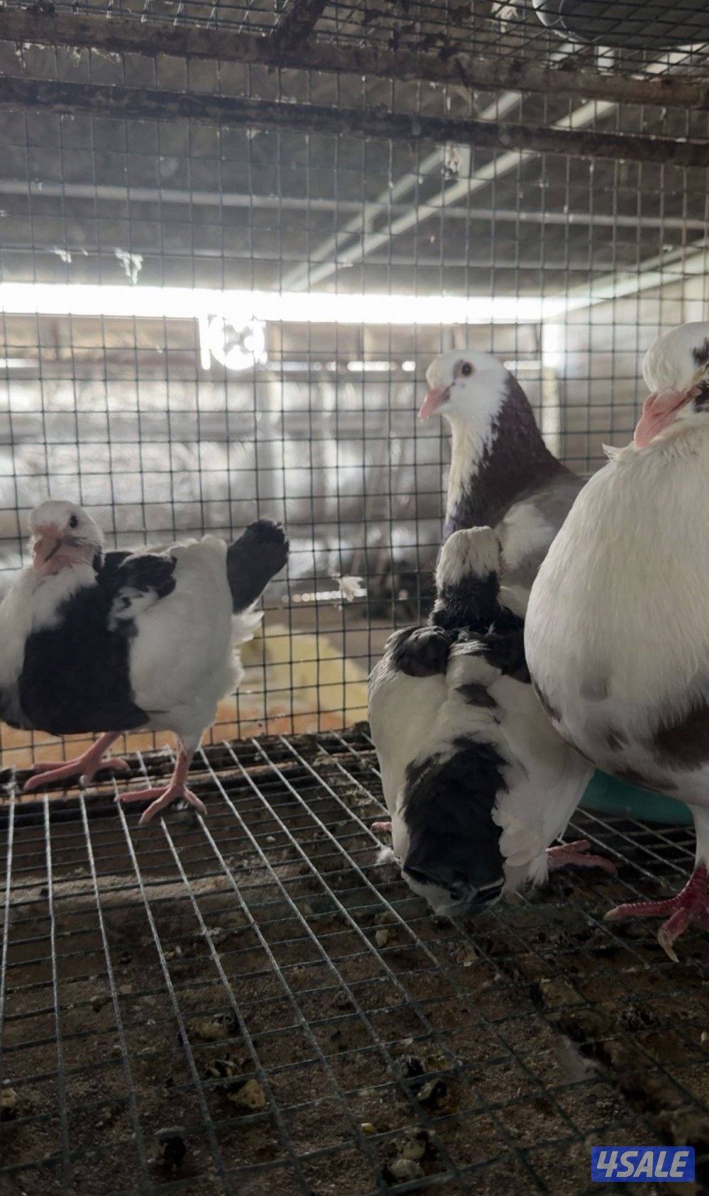 فروخ حمام لاحم xxxl + زاجل جاهز للاكل + طبخ + توصيل سريع 🚕2