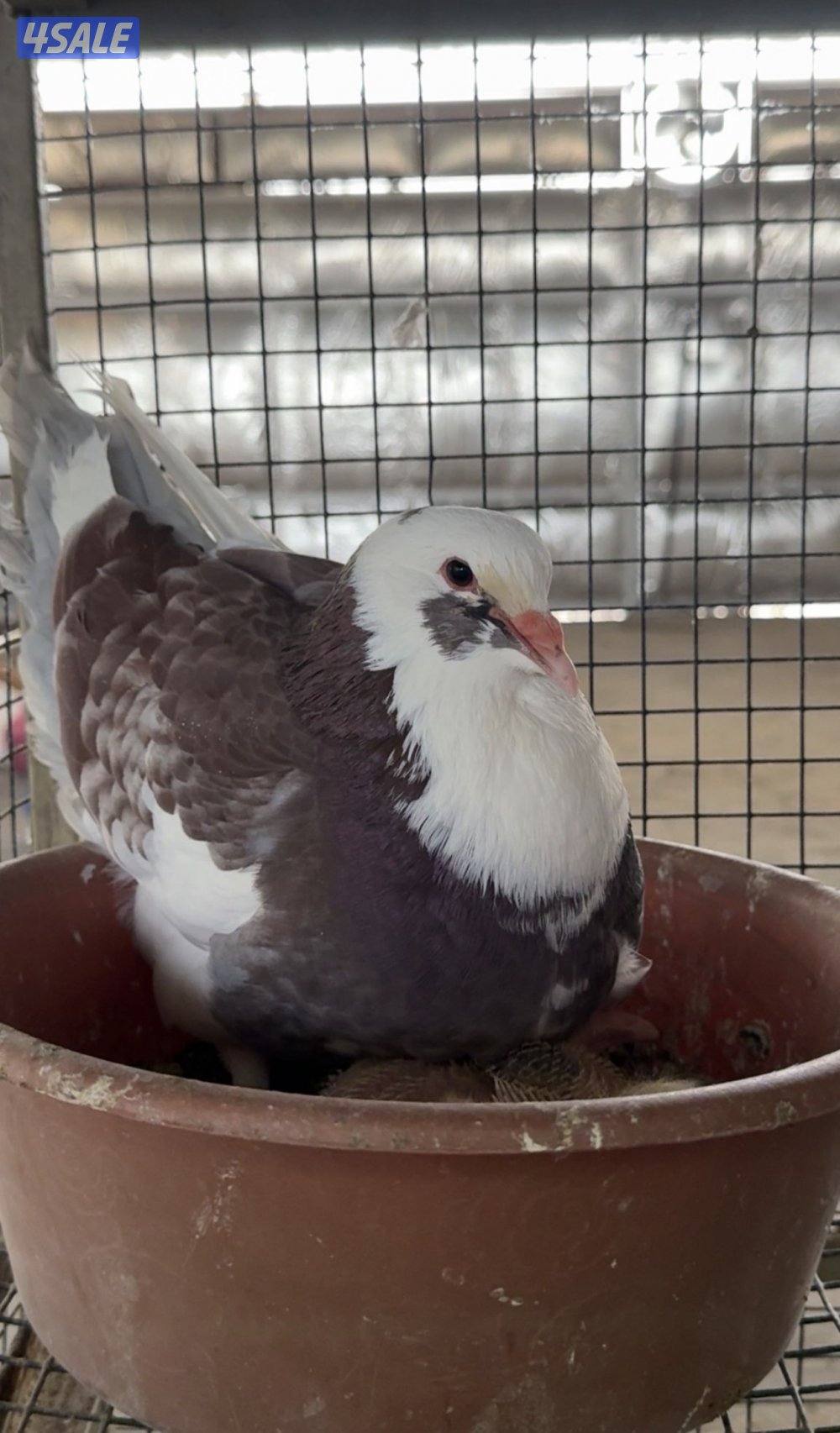 فروخ حمام لاحم xxxl + زاجل جاهز للاكل + طبخ + توصيل سريع 🚕3