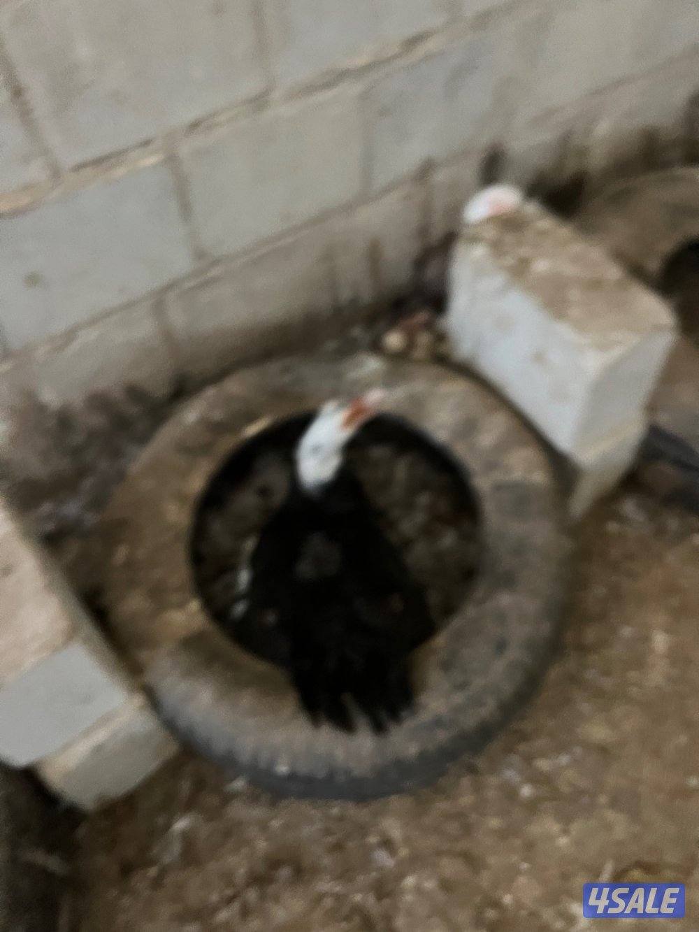 للبيع بط مصري1