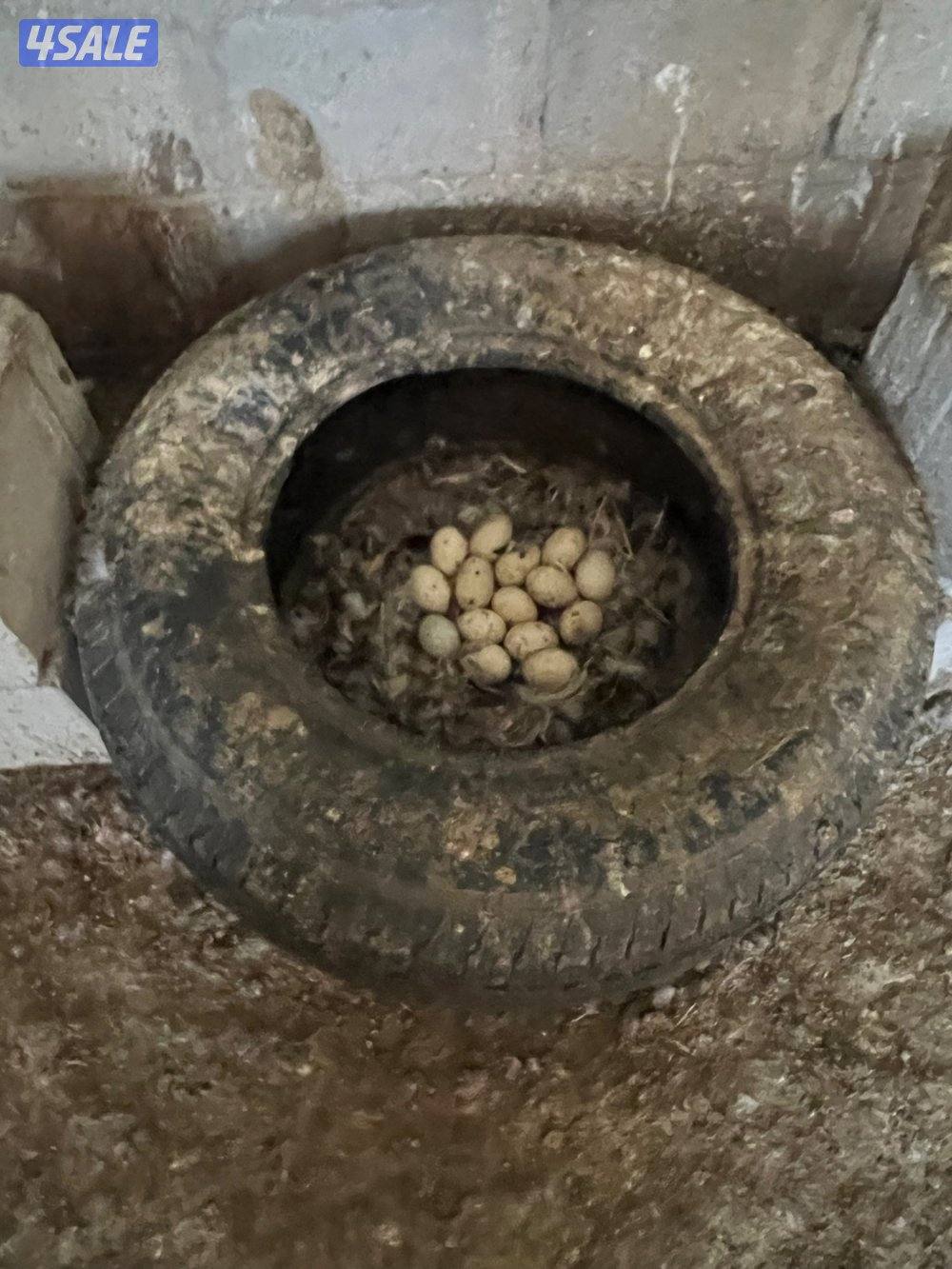 للبيع بط مصري2