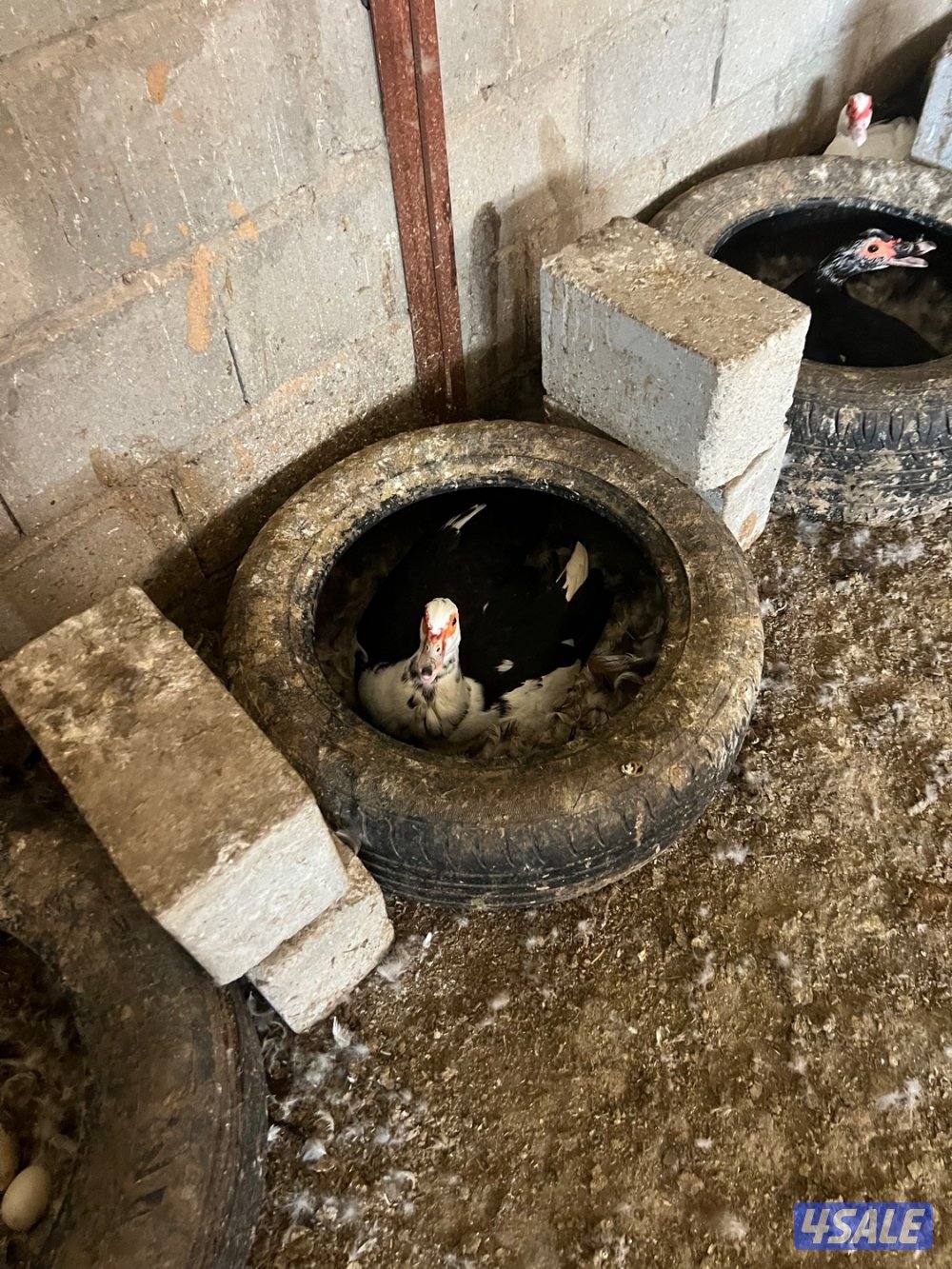 للبيع بط مصري4