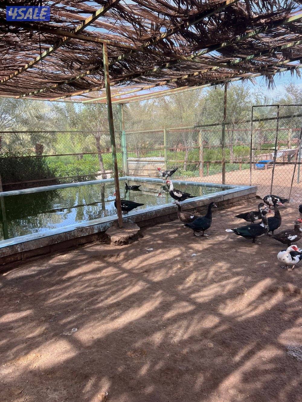 للبيع بط مصري3