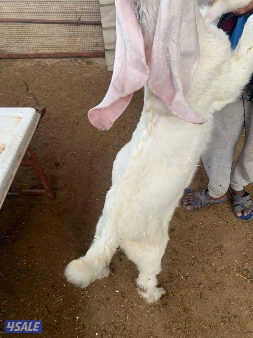 للبيع عدد 3 تيوس0