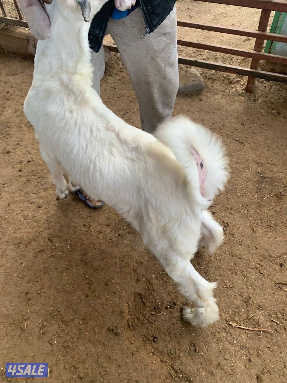 للبيع عدد 3 تيوس1