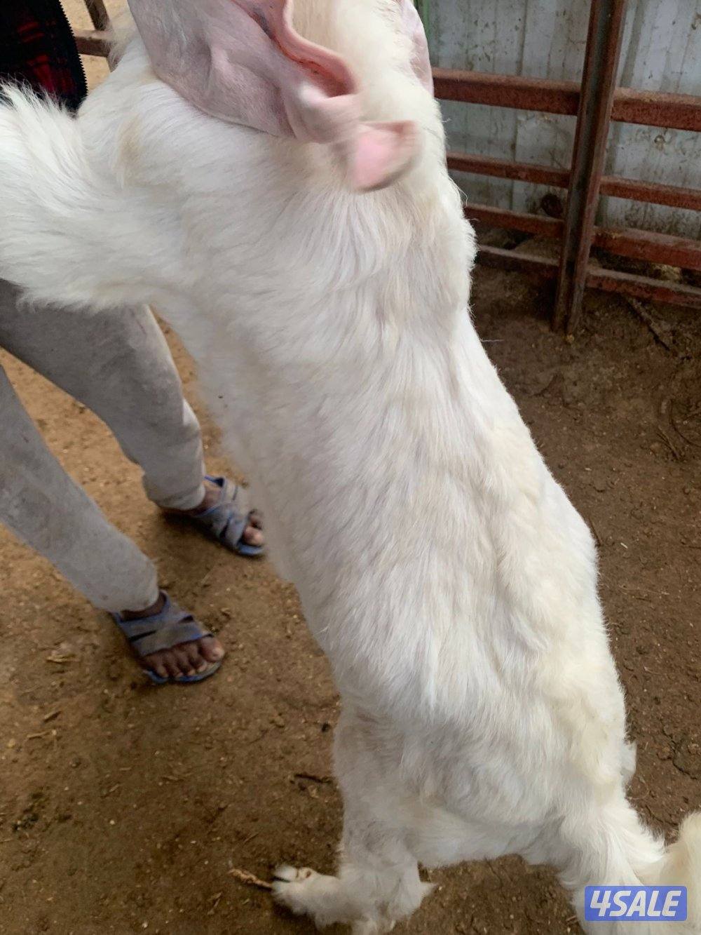 للبيع عدد 3 تيوس2