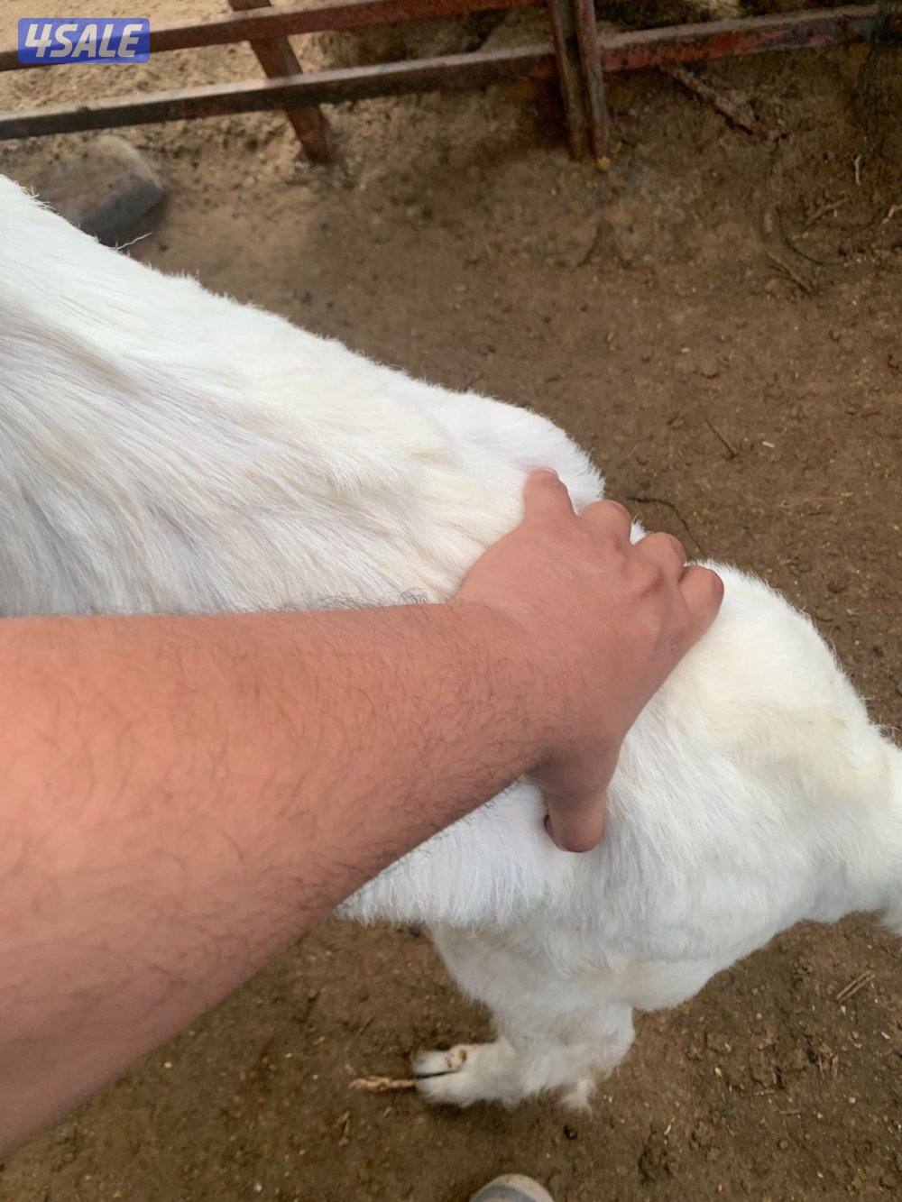 للبيع عدد 3 تيوس3