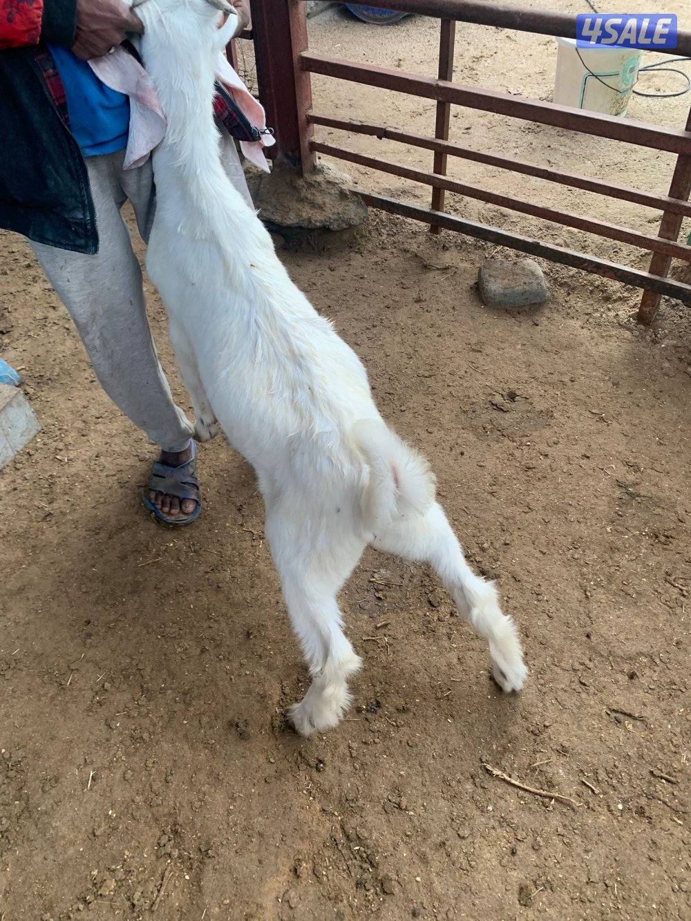 للبيع عدد 3 تيوس4