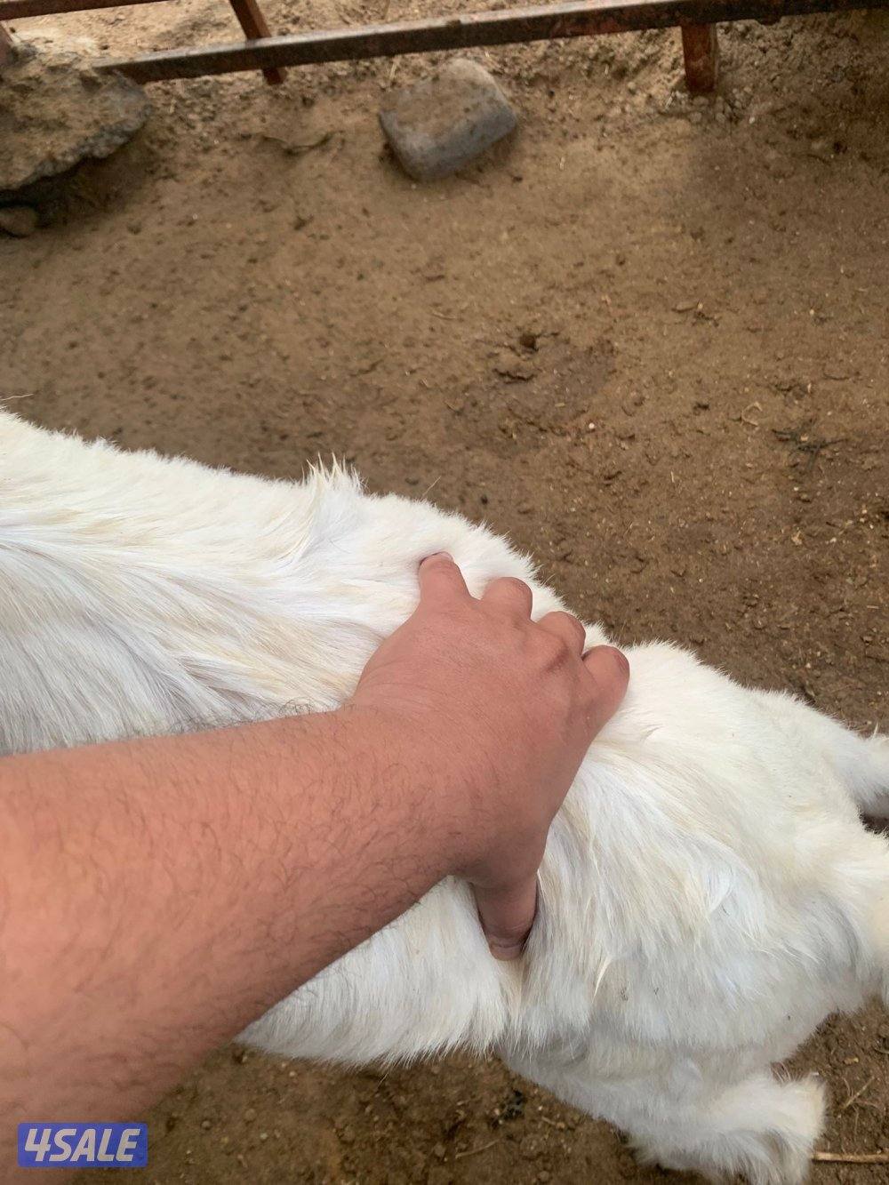 للبيع عدد 3 تيوس5