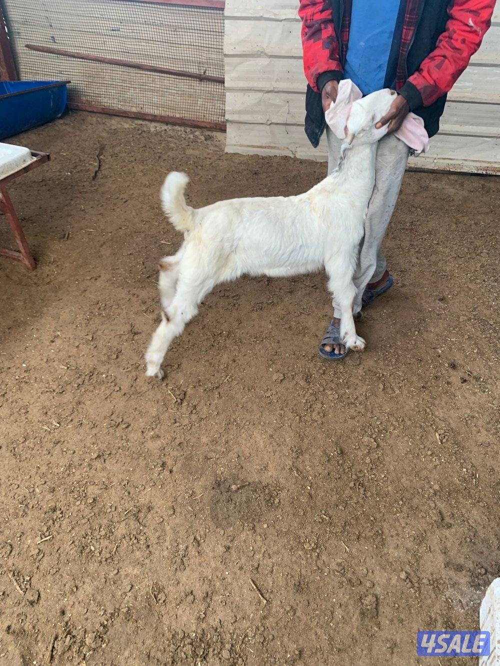 للبيع عدد 3 تيوس6