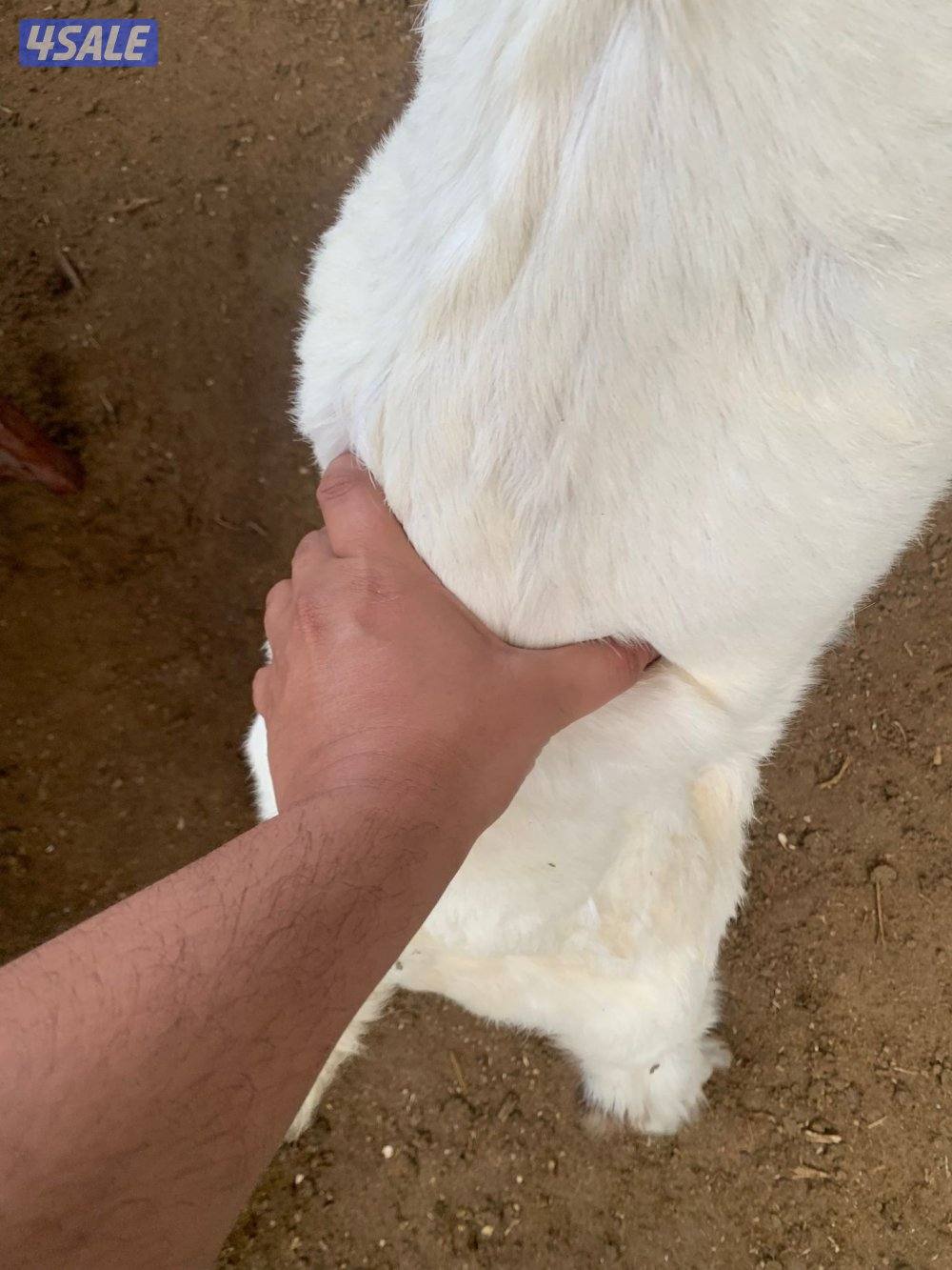 للبيع عدد 3 تيوس7