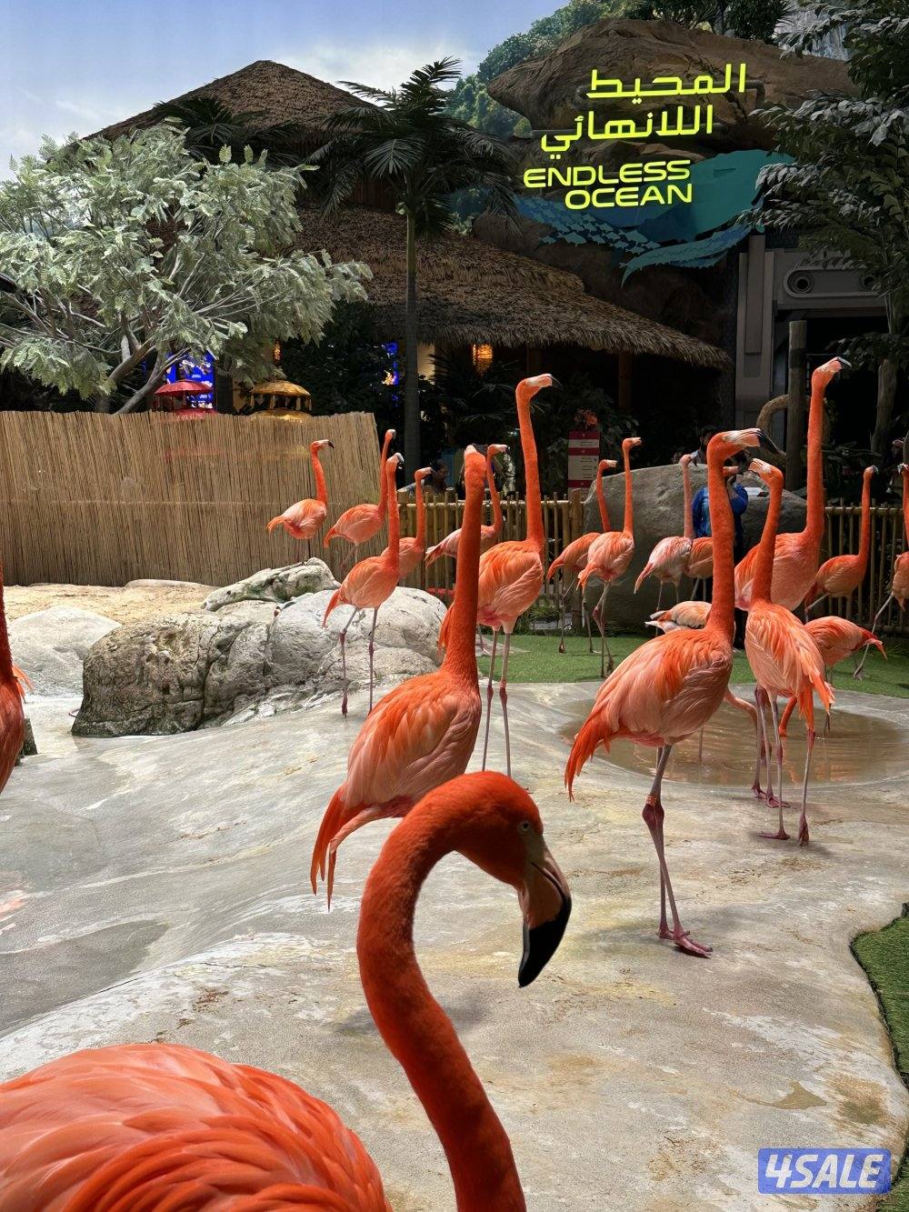 مفقود فلامنغو 🦩 بالخيران على من يجده يتواصل معي وشكرا0