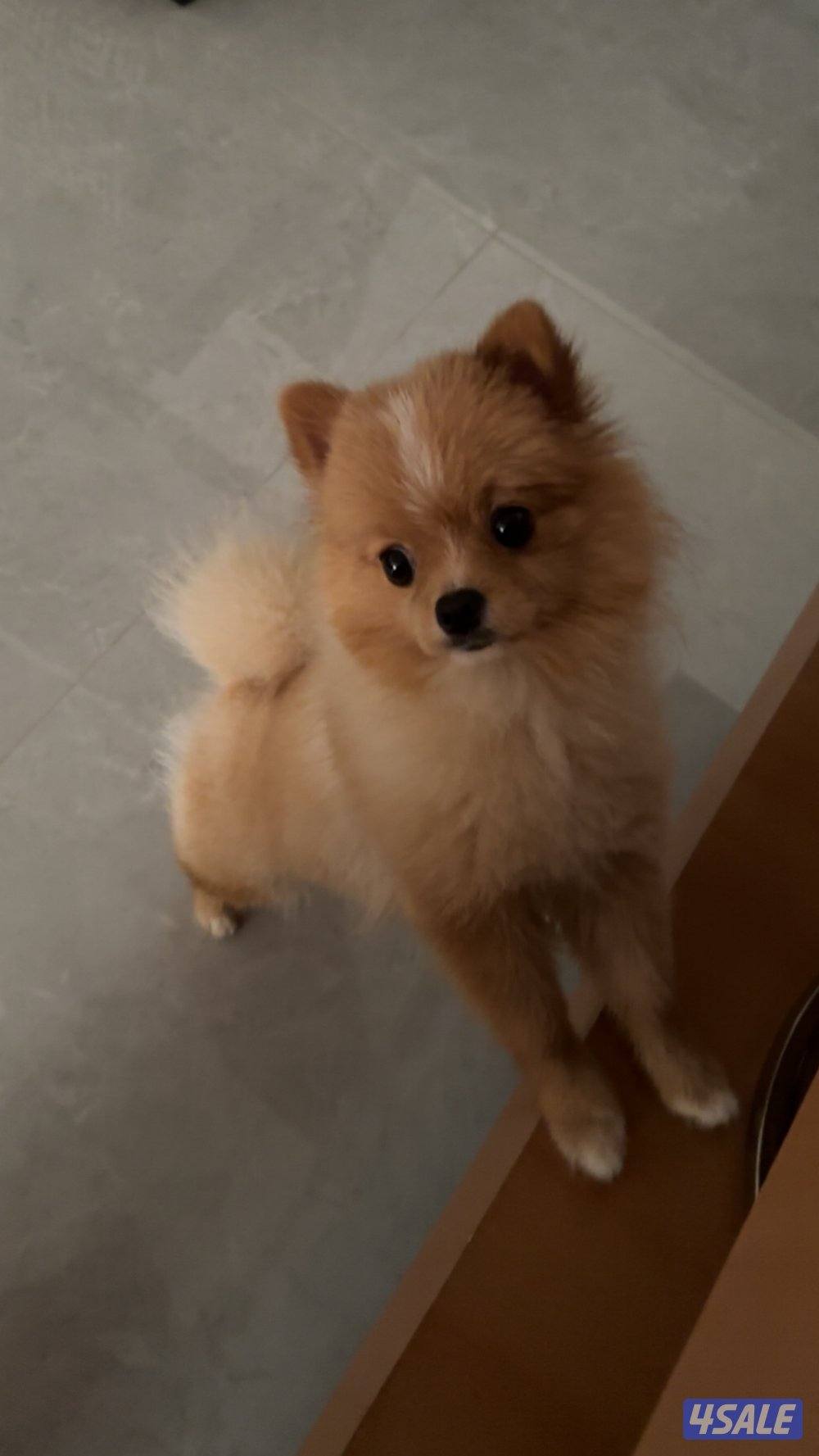 Mini Pomeranian dog0