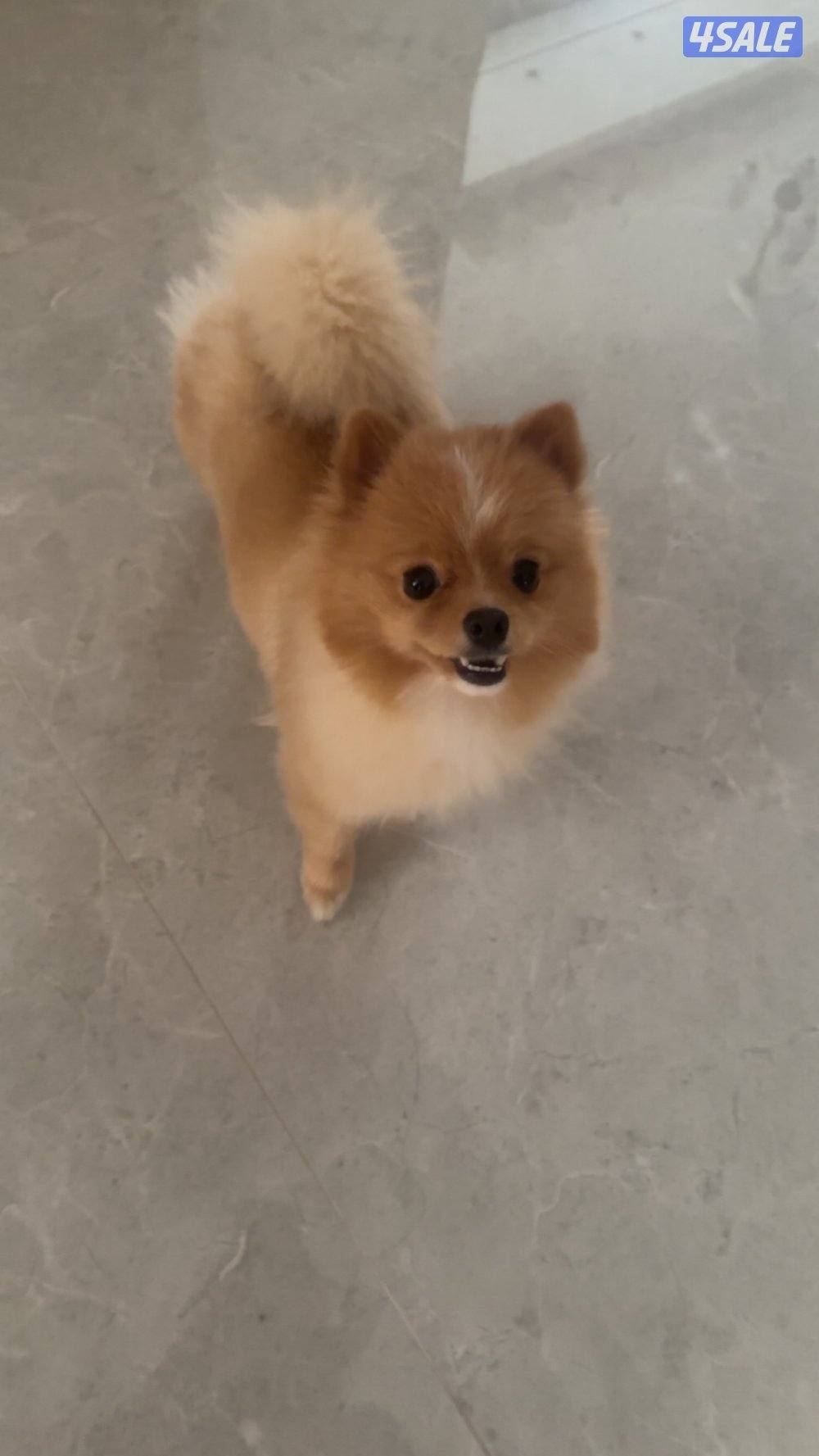 Mini Pomeranian dog1